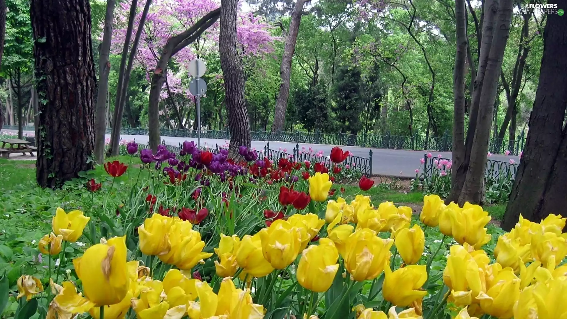 flourishing, Tulips, Park, Way, Spring