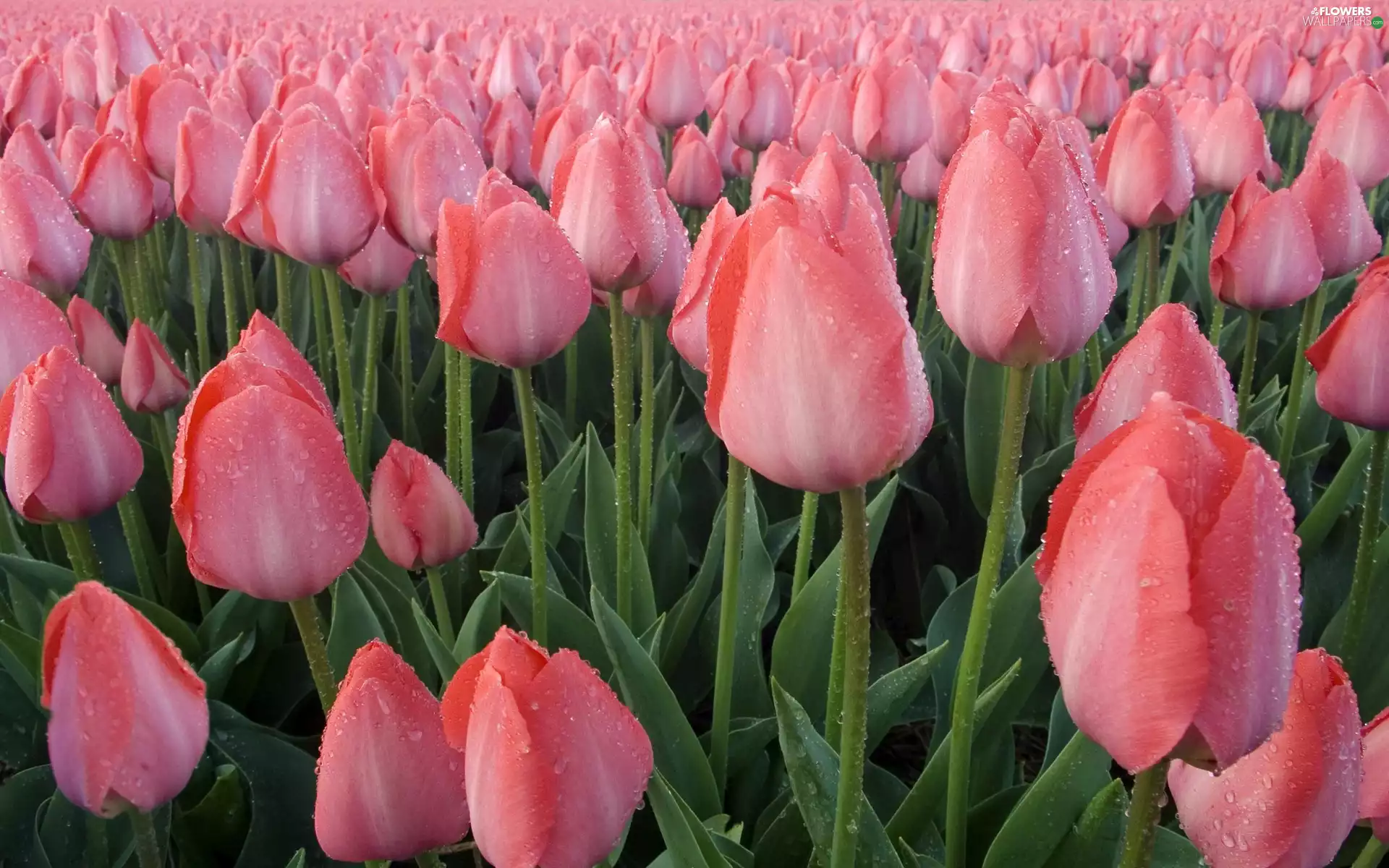 Pink, Tulips