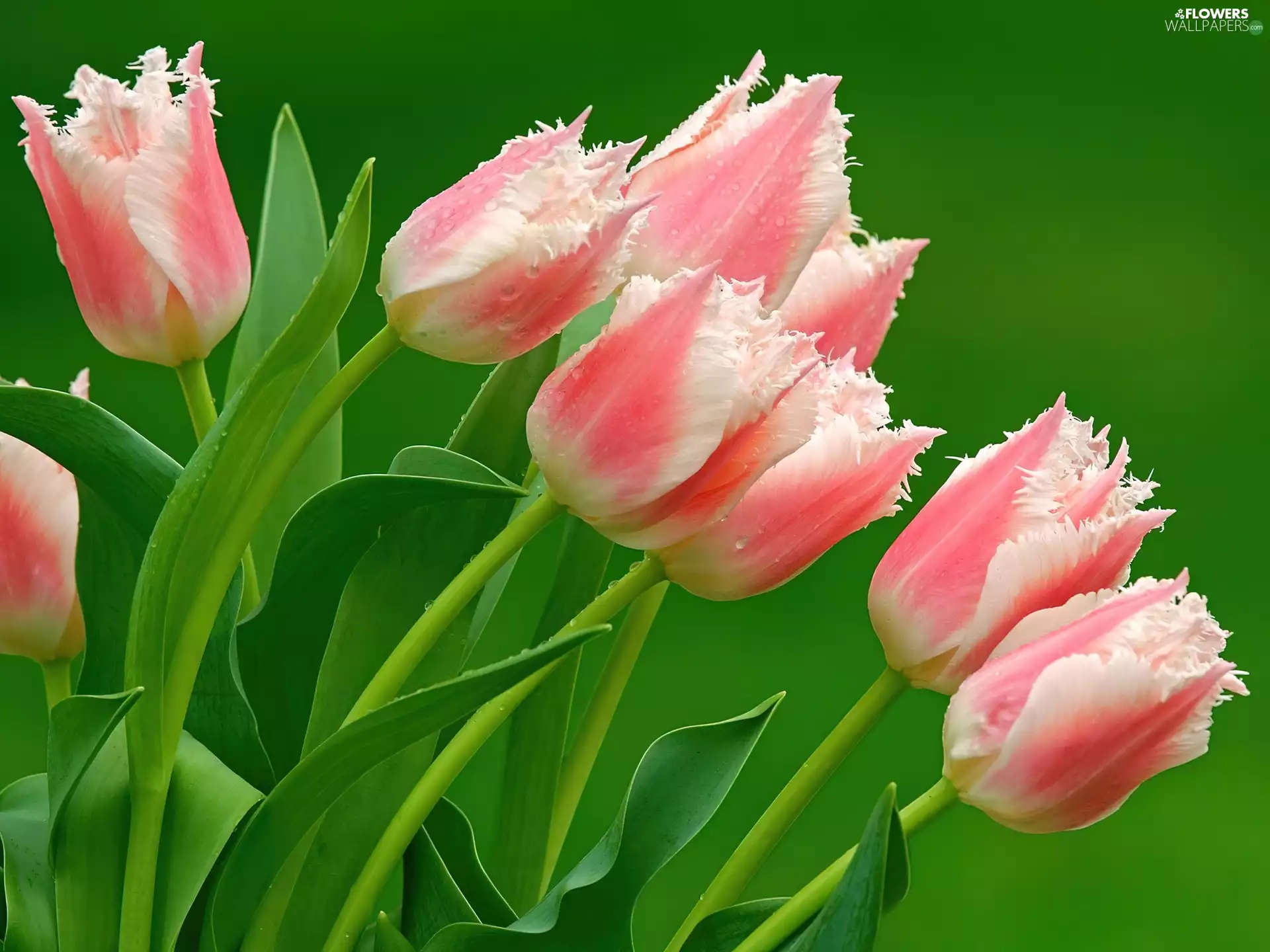 Pink, Tulips