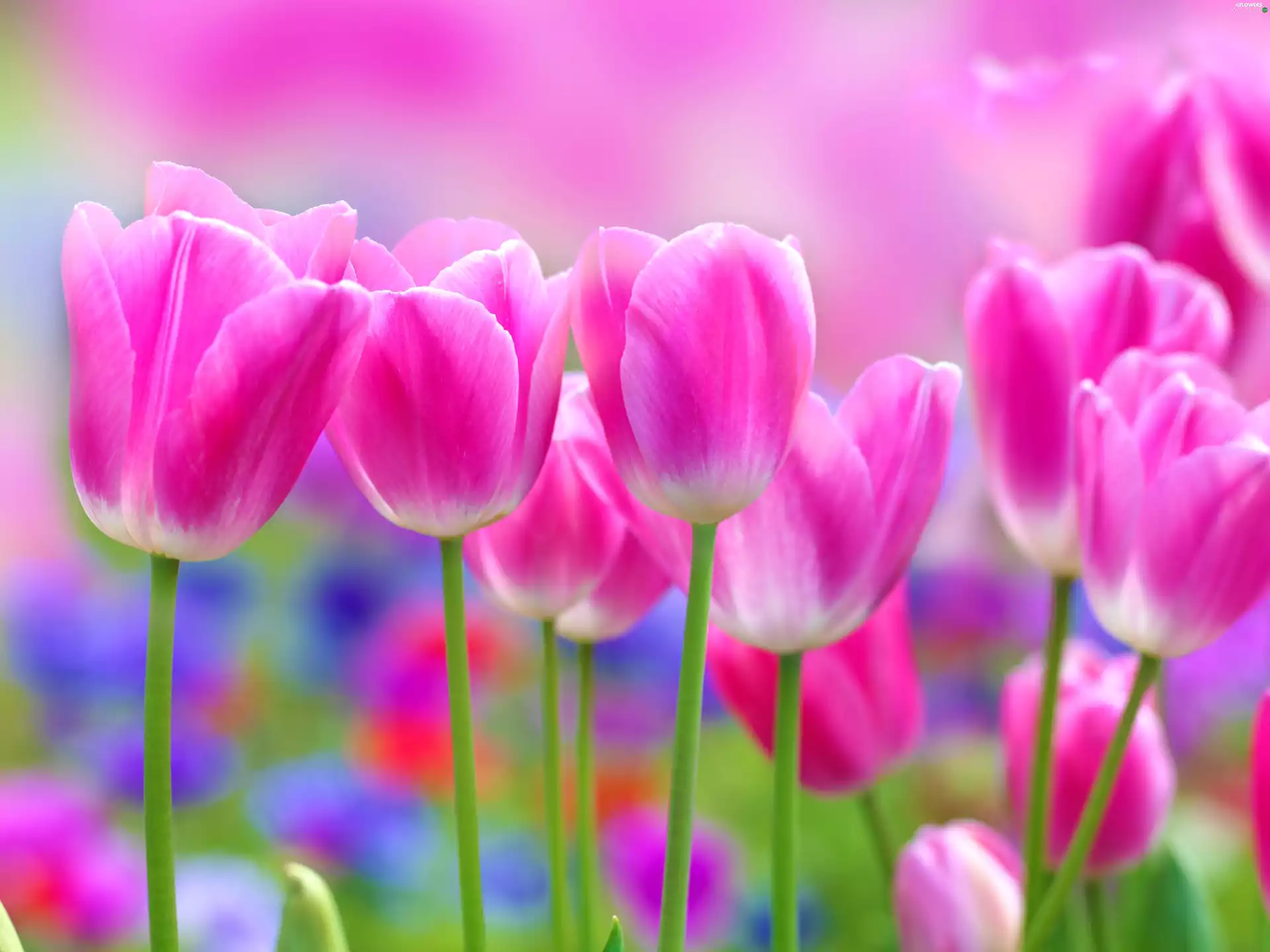 Tulips, Pink