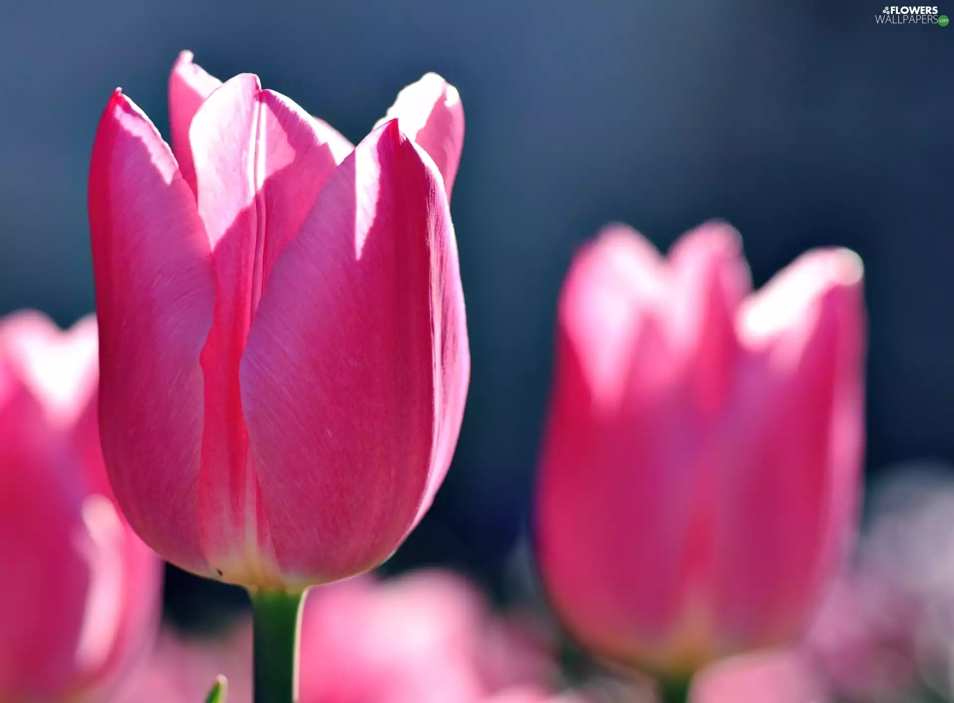 Pink, Tulips