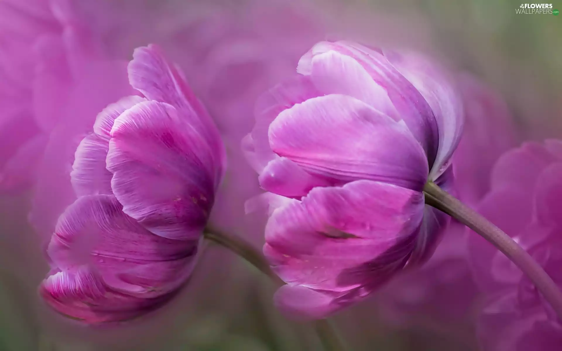 Pink, Tulips