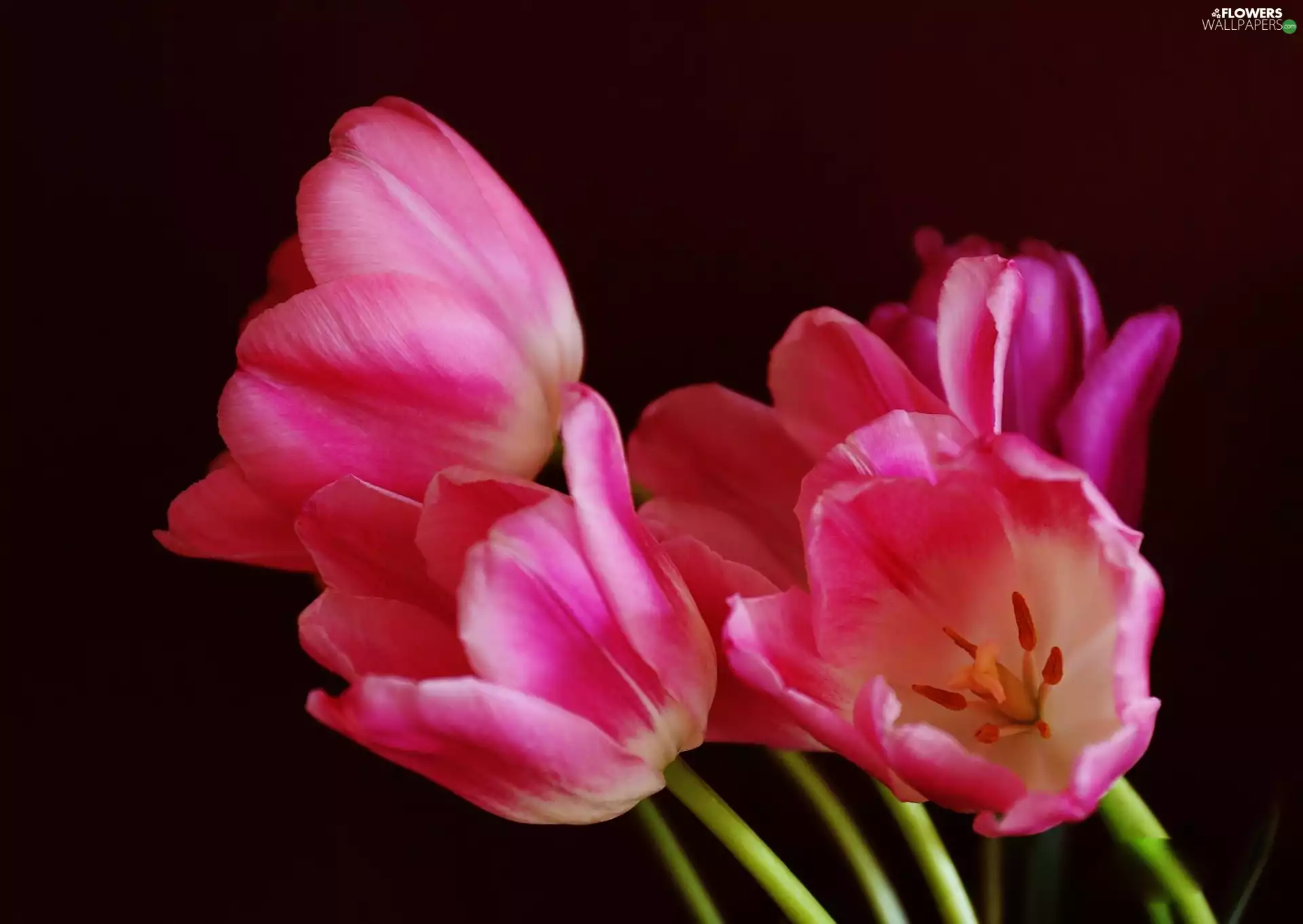 Pink, Black, background, Tulips
