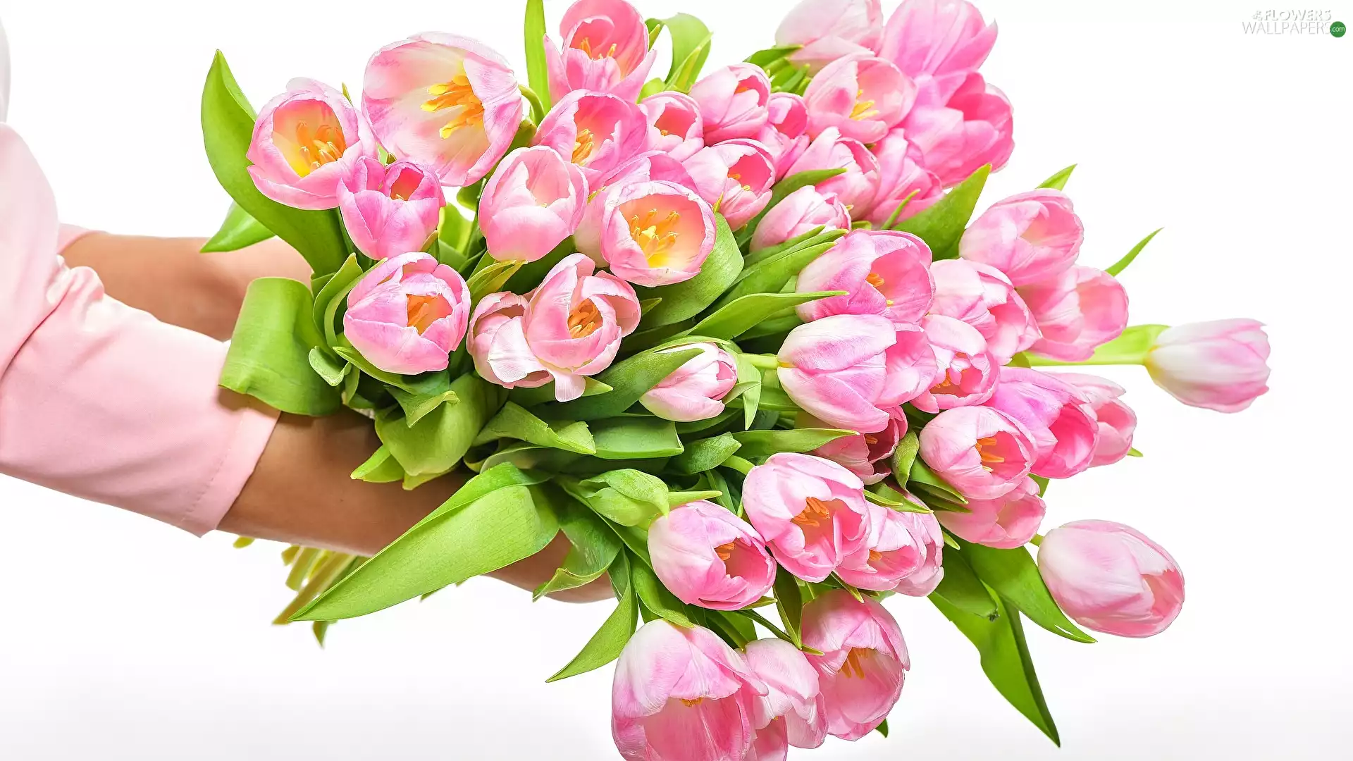 hands, white background, Tulips, bouquet, Pink