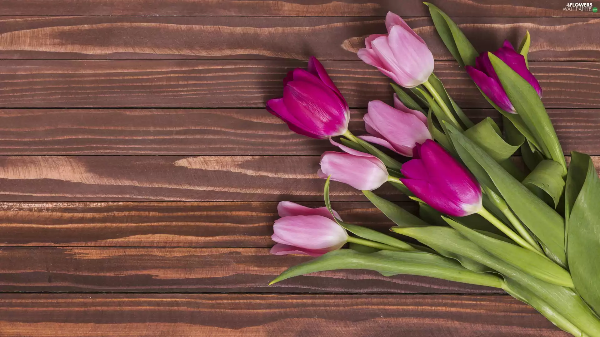 Pink, Brown, boarding, Tulips
