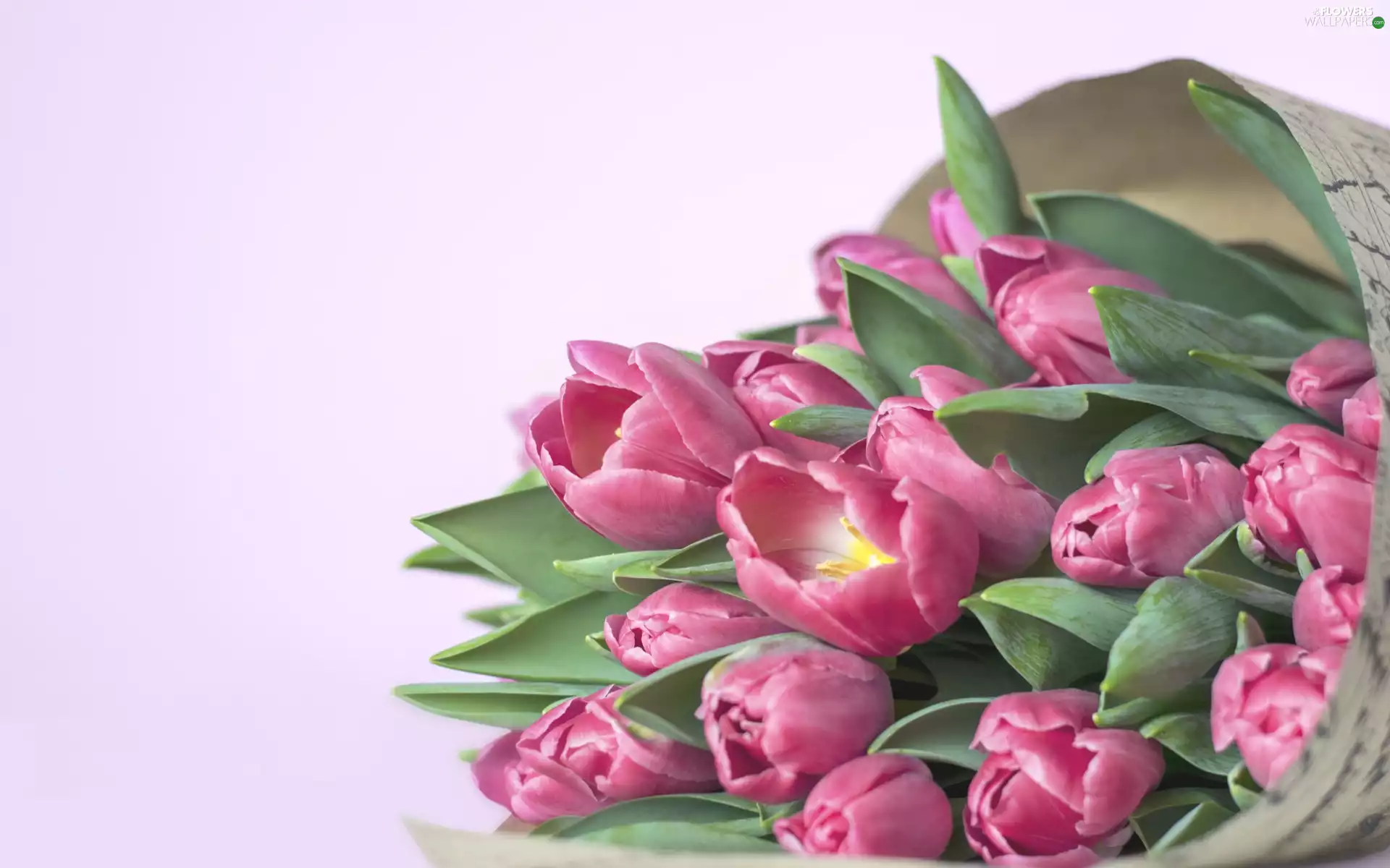 Pink, Flowers, bouquet, Tulips