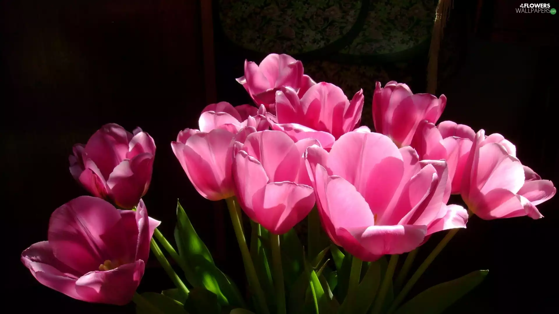 Tulips, bouquet, Pink