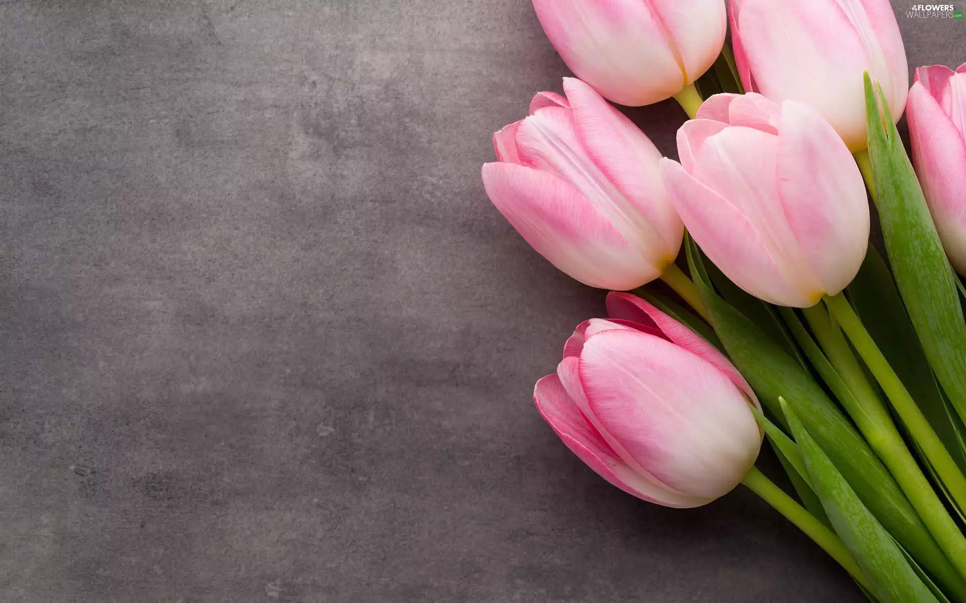 Tulips, bunch, Pink