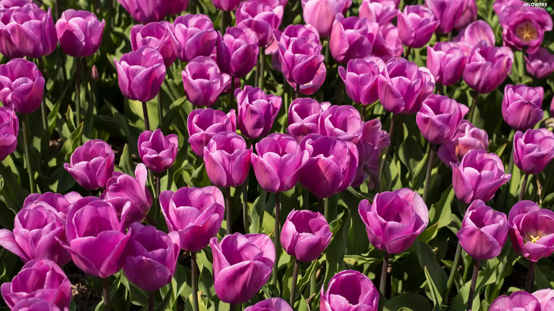 Tulips, developed, Pink