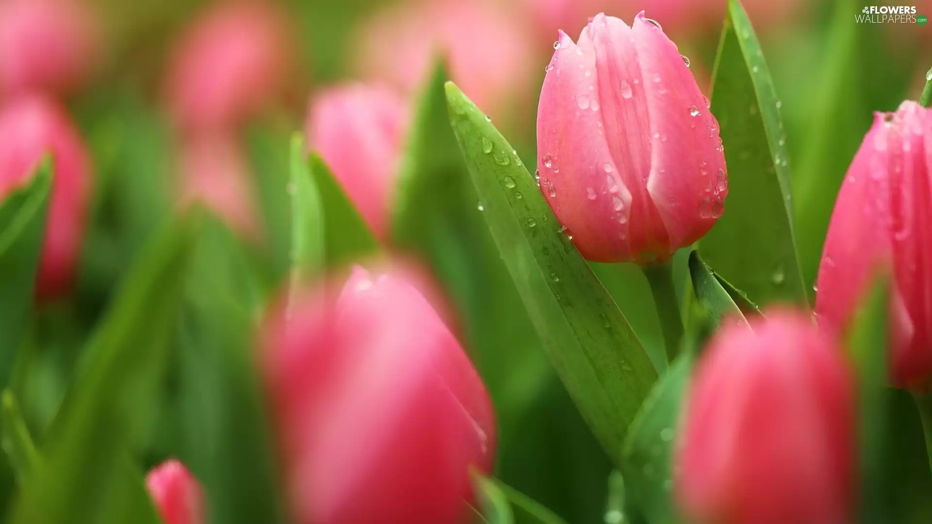 Pink, blur, drops, Tulips
