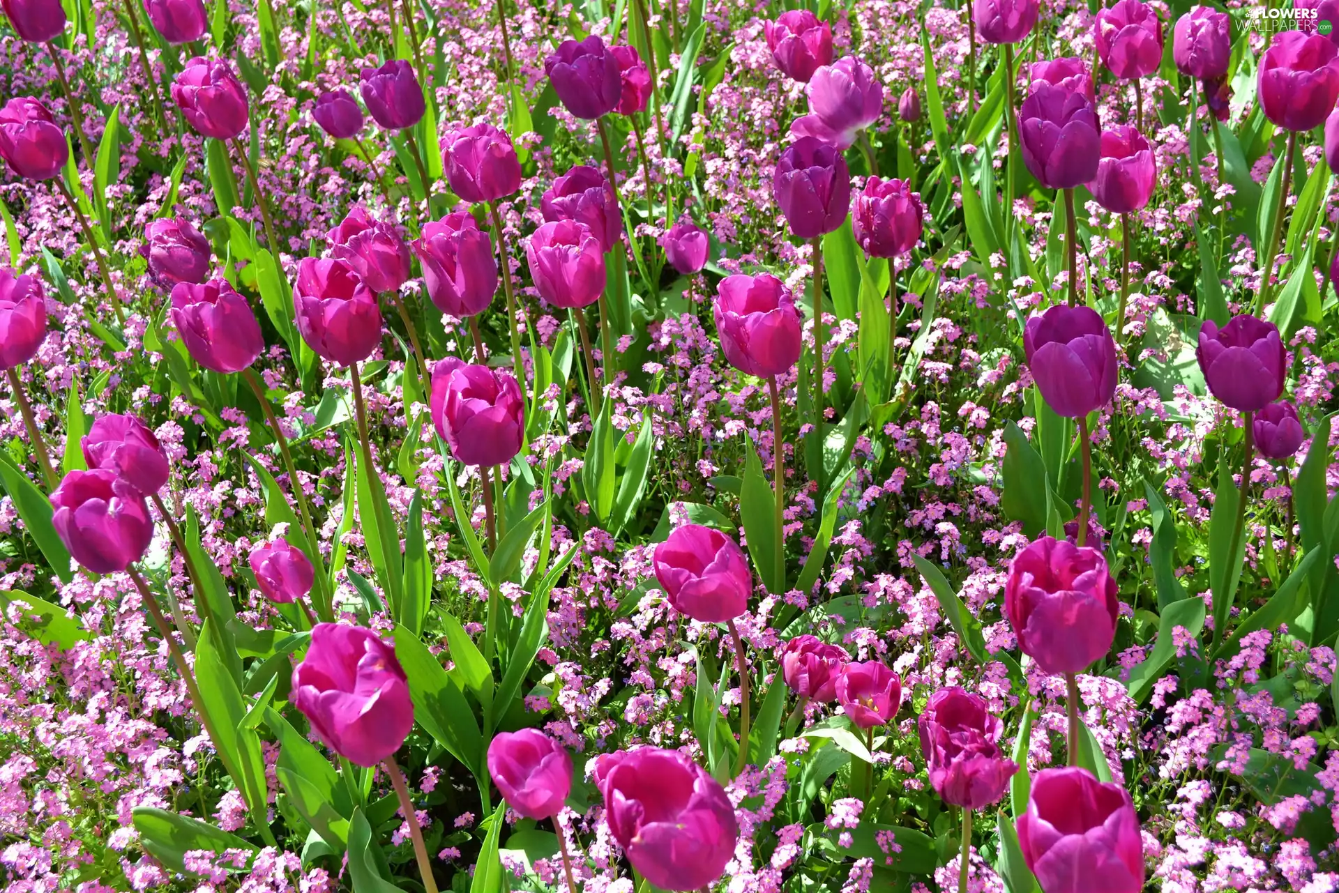 Tulips, Flowers, Pink