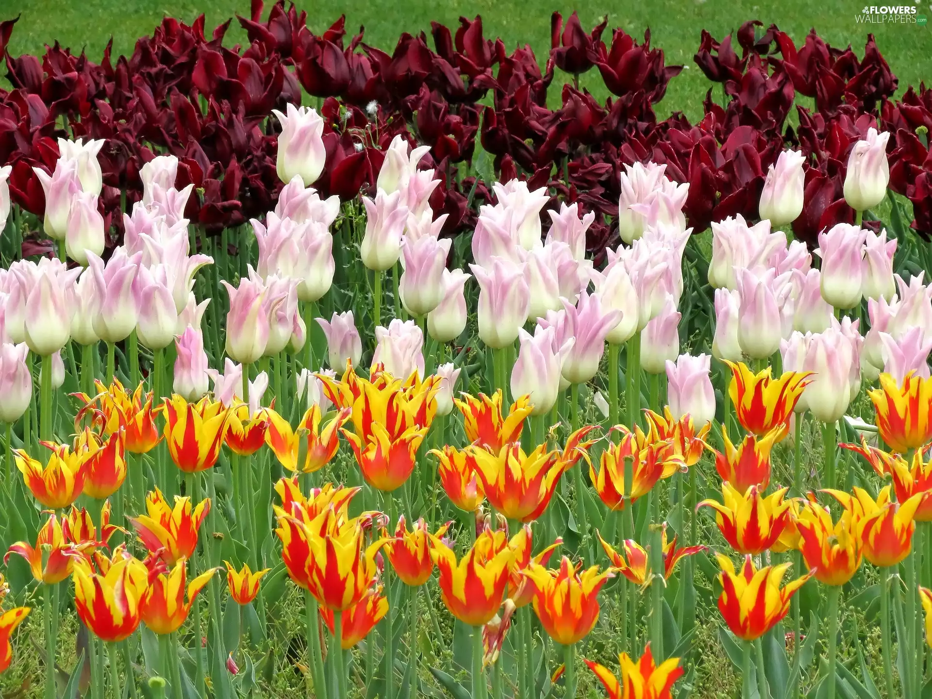 claret, Tulips, Pink, Orange, Flowers