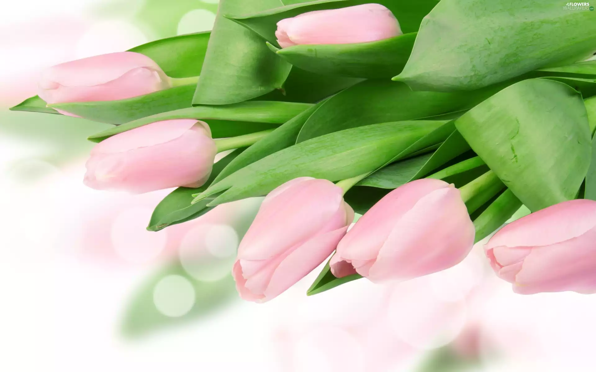 Tulips, Flowers, Pink