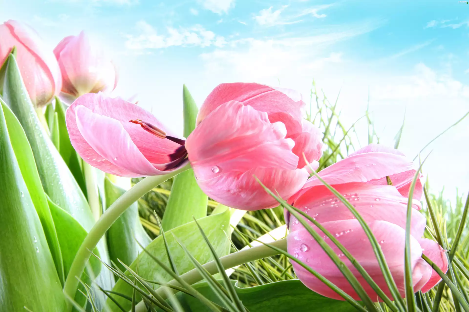Tulips, grass, Pink