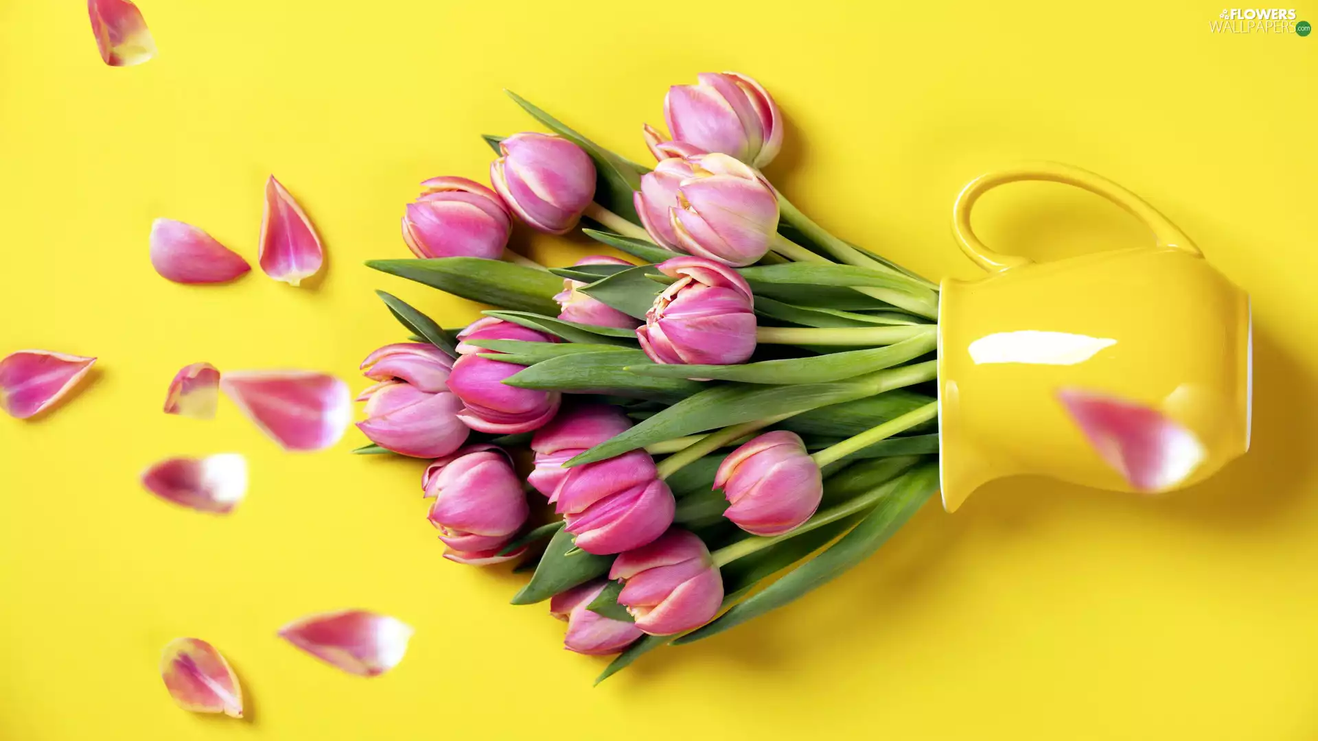 Pink, Yellow, jug, Tulips