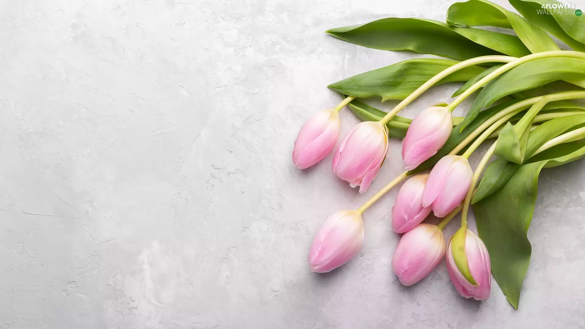 Tulips, Light pink