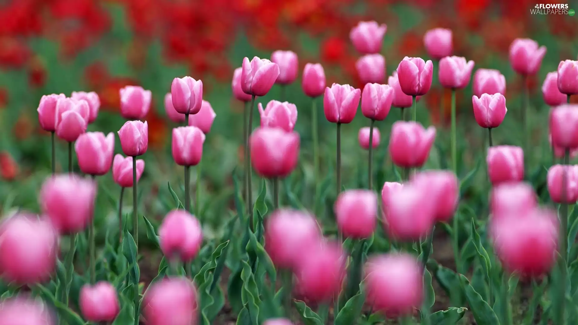 Tulips, Meadow, Pink