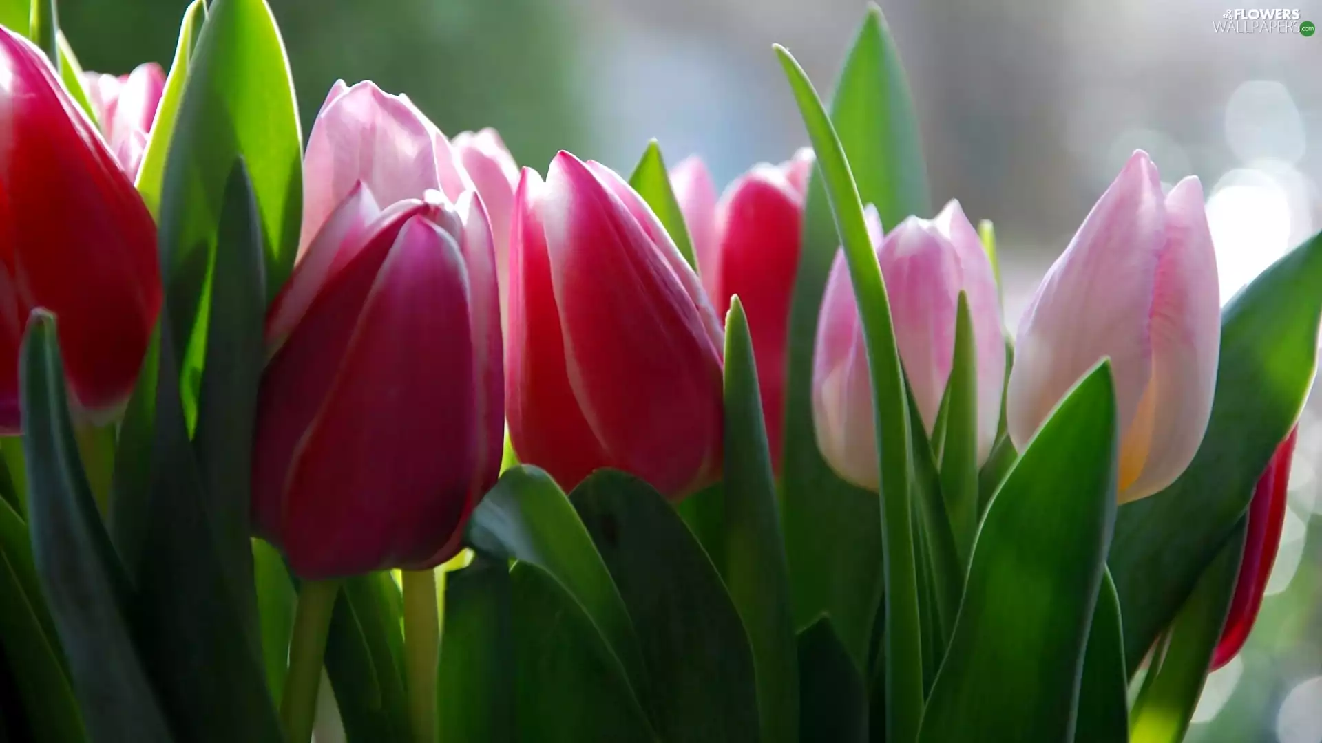 Tulips, Red, Pink