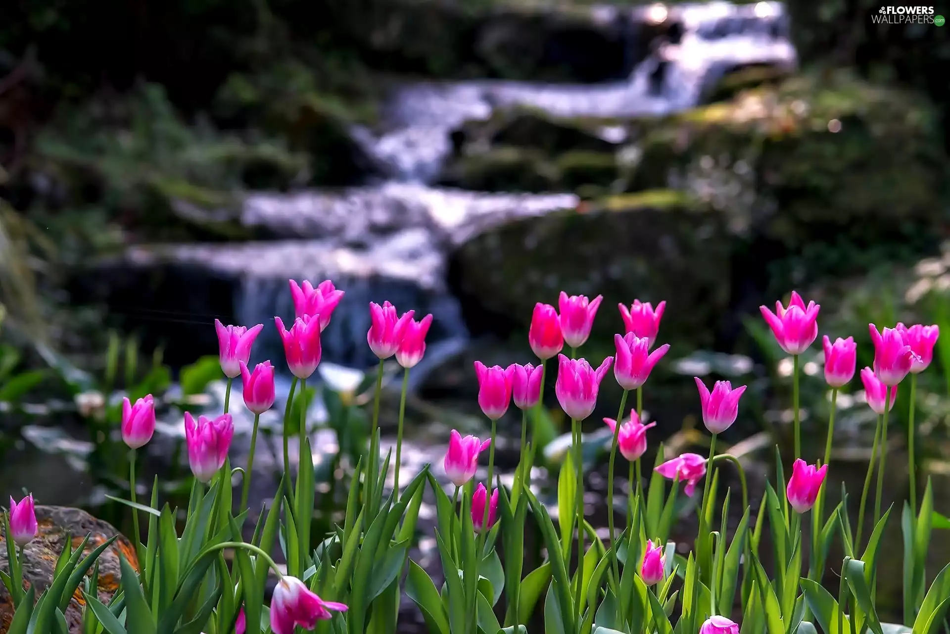 Pink, Mountain, River, Tulips