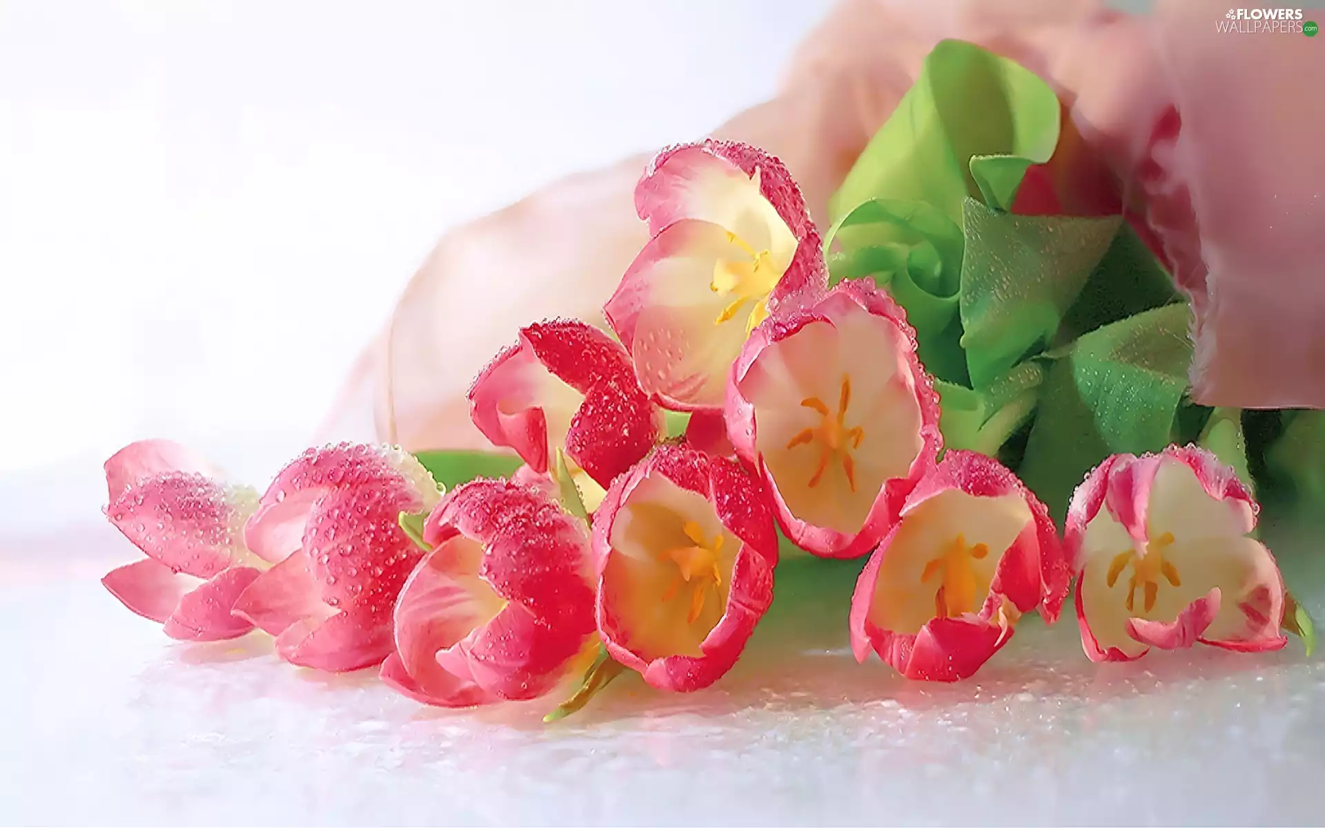 Pink, drops, Rosy, Tulips