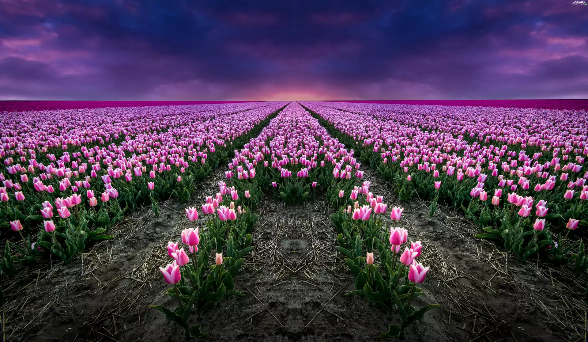Pink, Field, Sky, Tulips