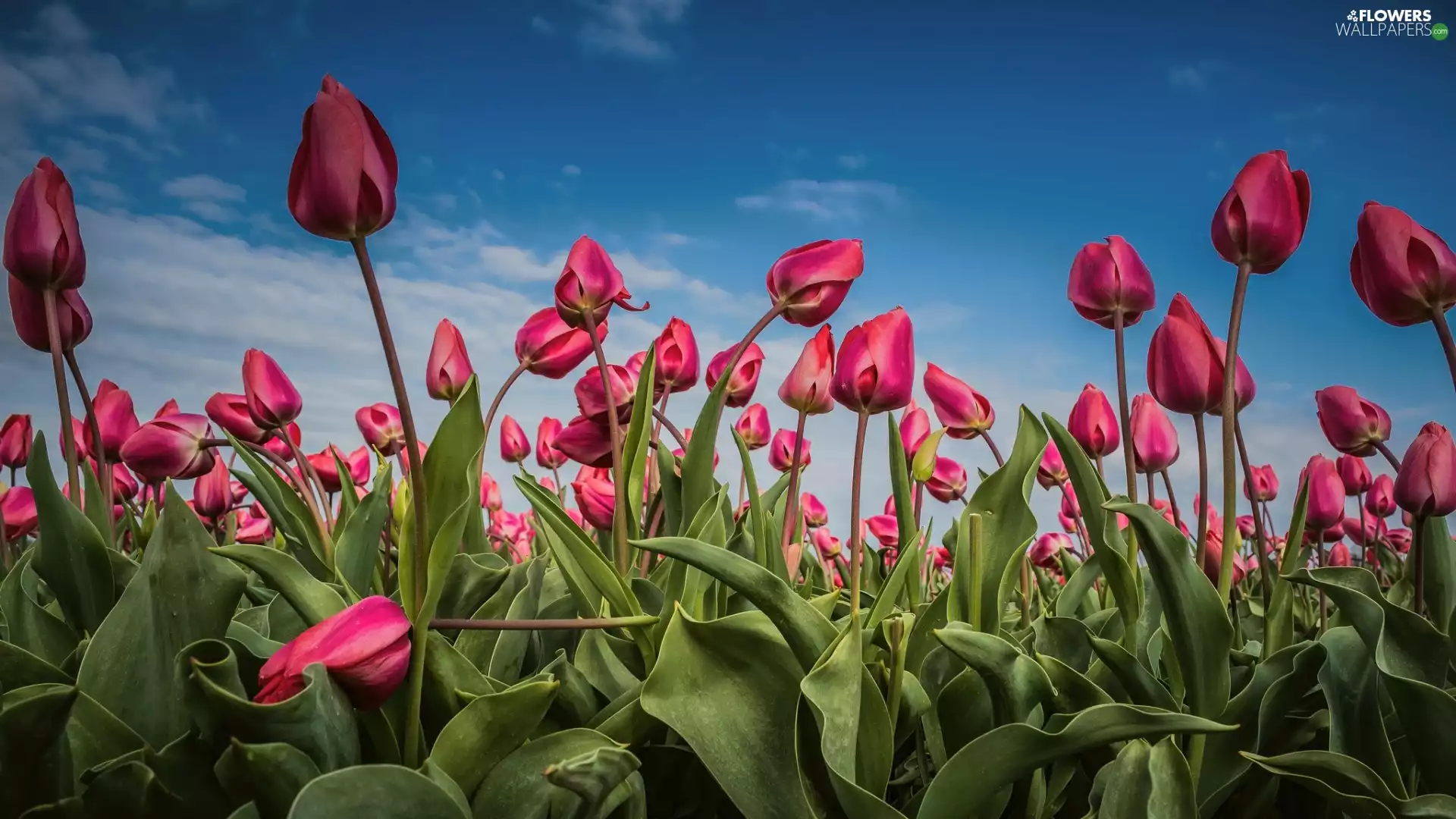 Pink, plantation, Sky, Tulips