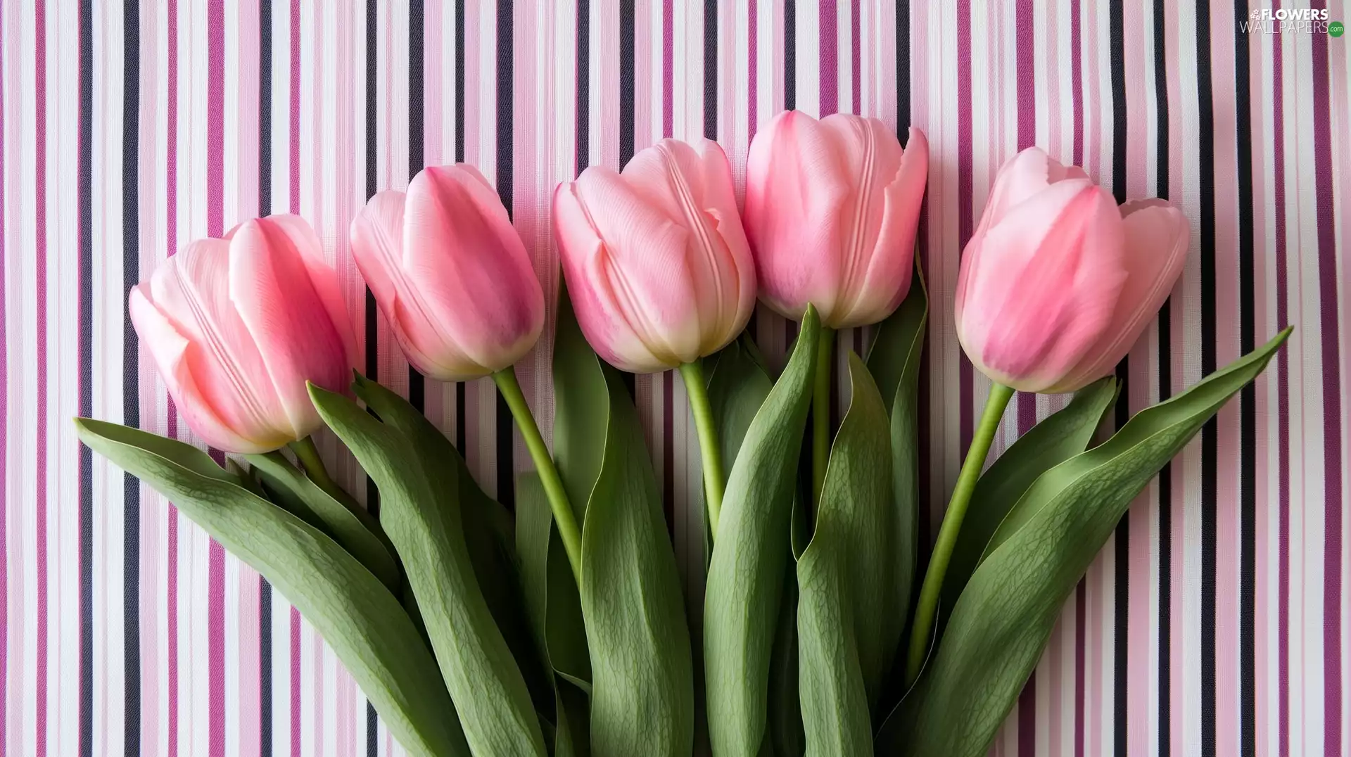 Pink, background, stripes, Tulips