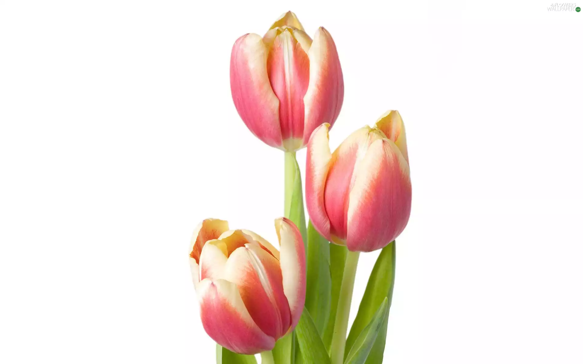 Tulips, Three, Pink