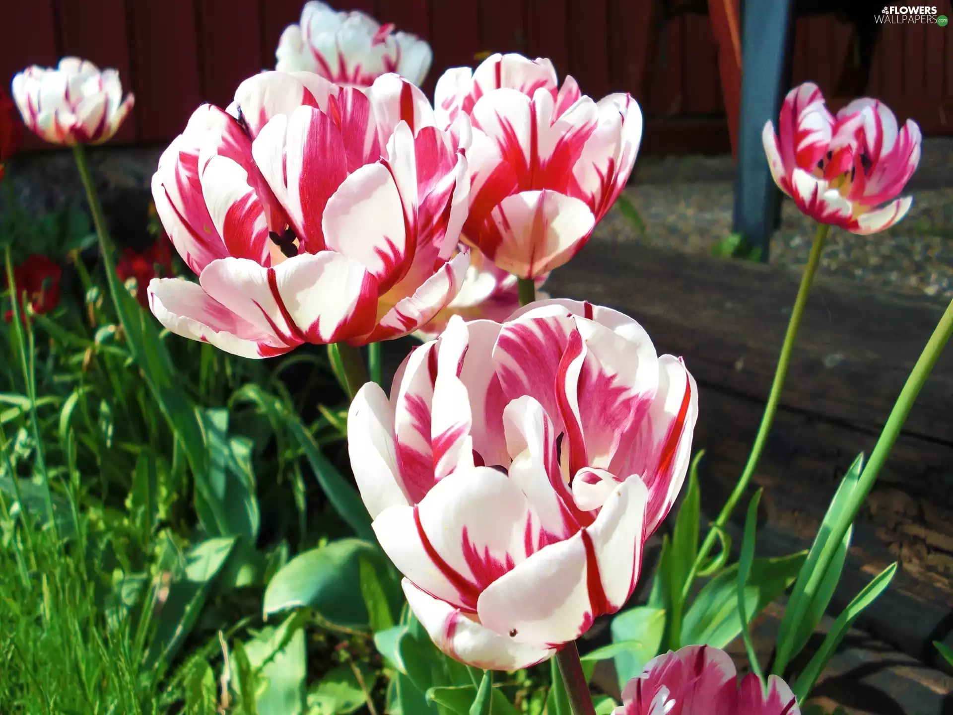 Tulips, white, Pink