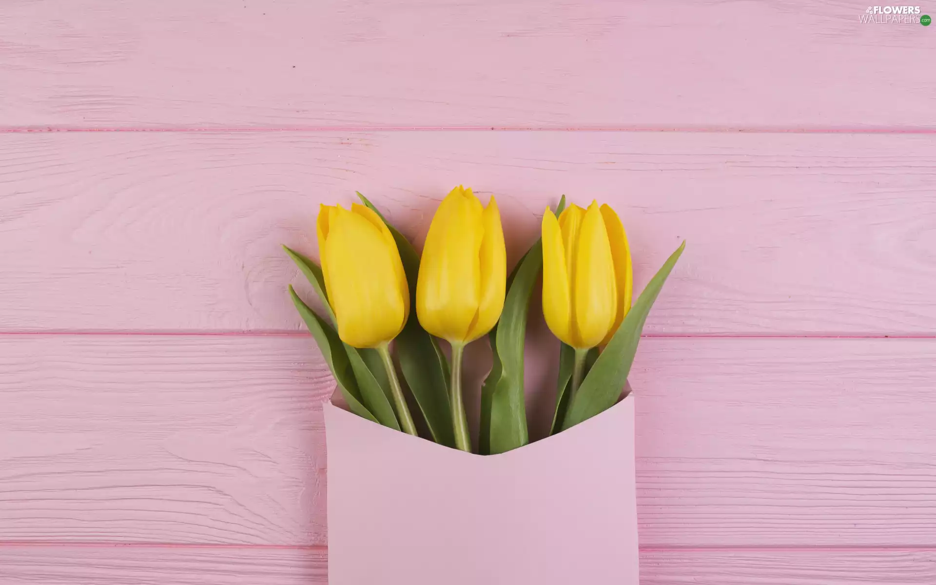 envelope, Yellow, Pink, Tulips, Flowers, background, boarding