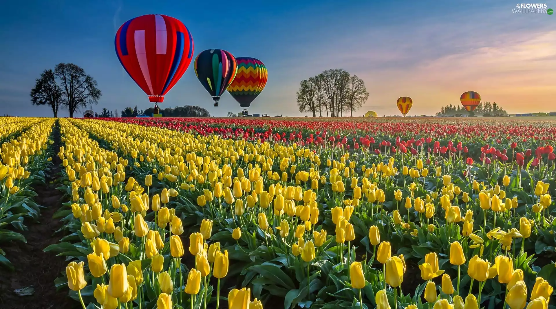 plantation, color, Balloons, tulips
