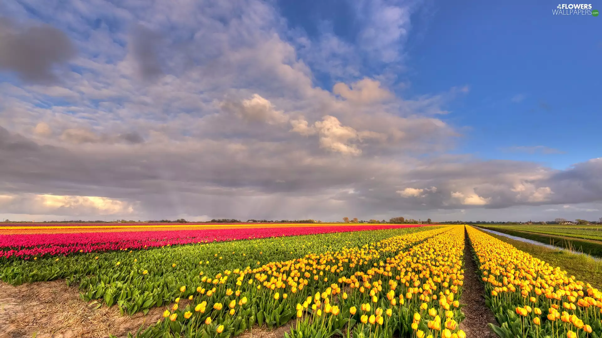 Flowers, Field, Pink, Tulips, Yellow, plantation