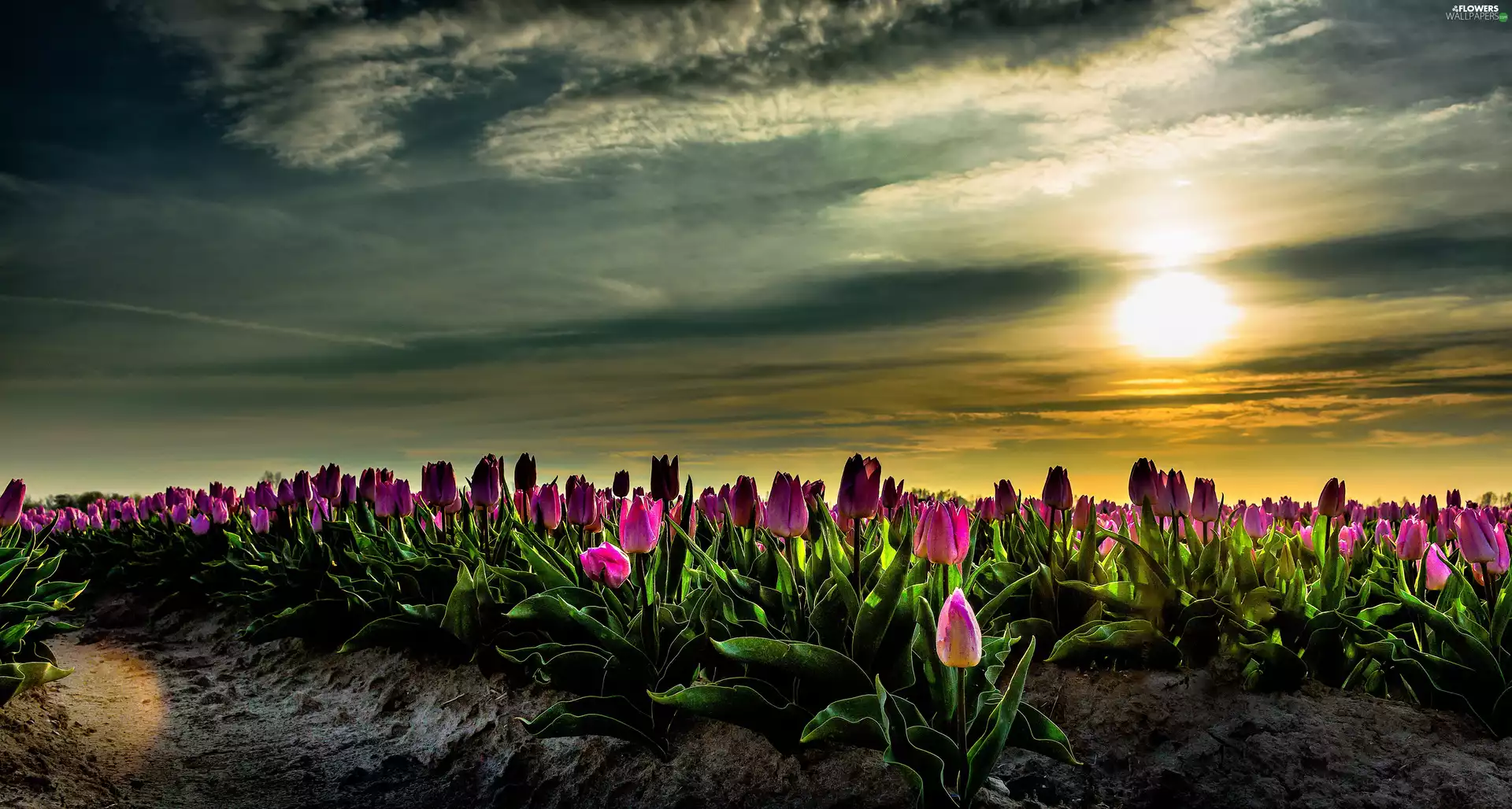 plantation, west, sun, tulips