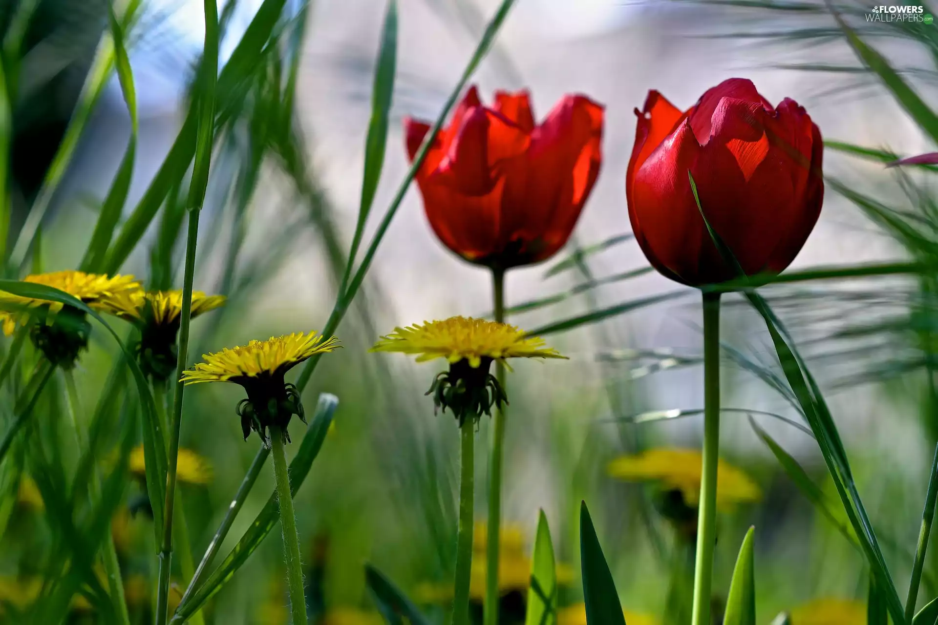 puffball, grass, Spring, Tulips