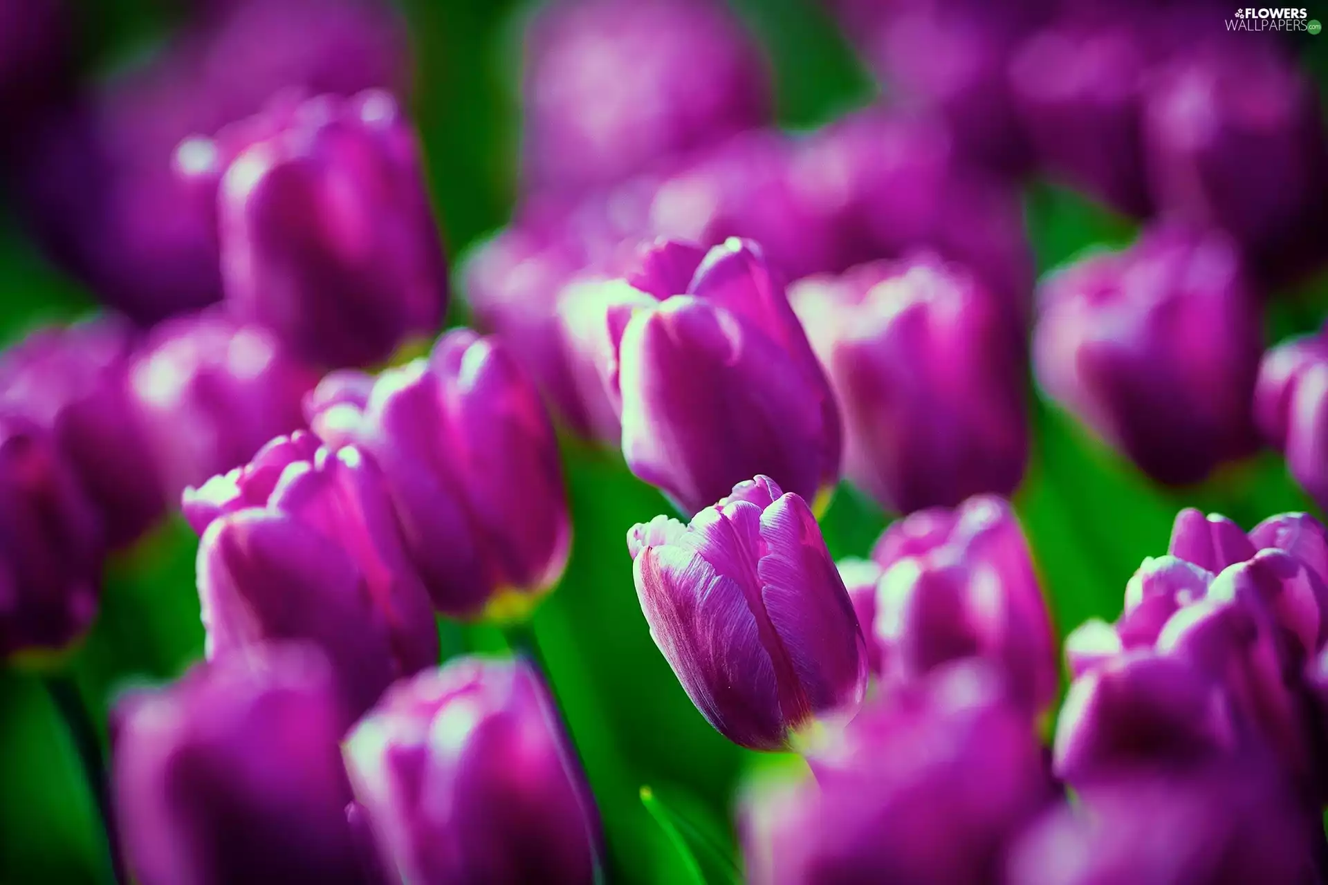 purple, Tulips