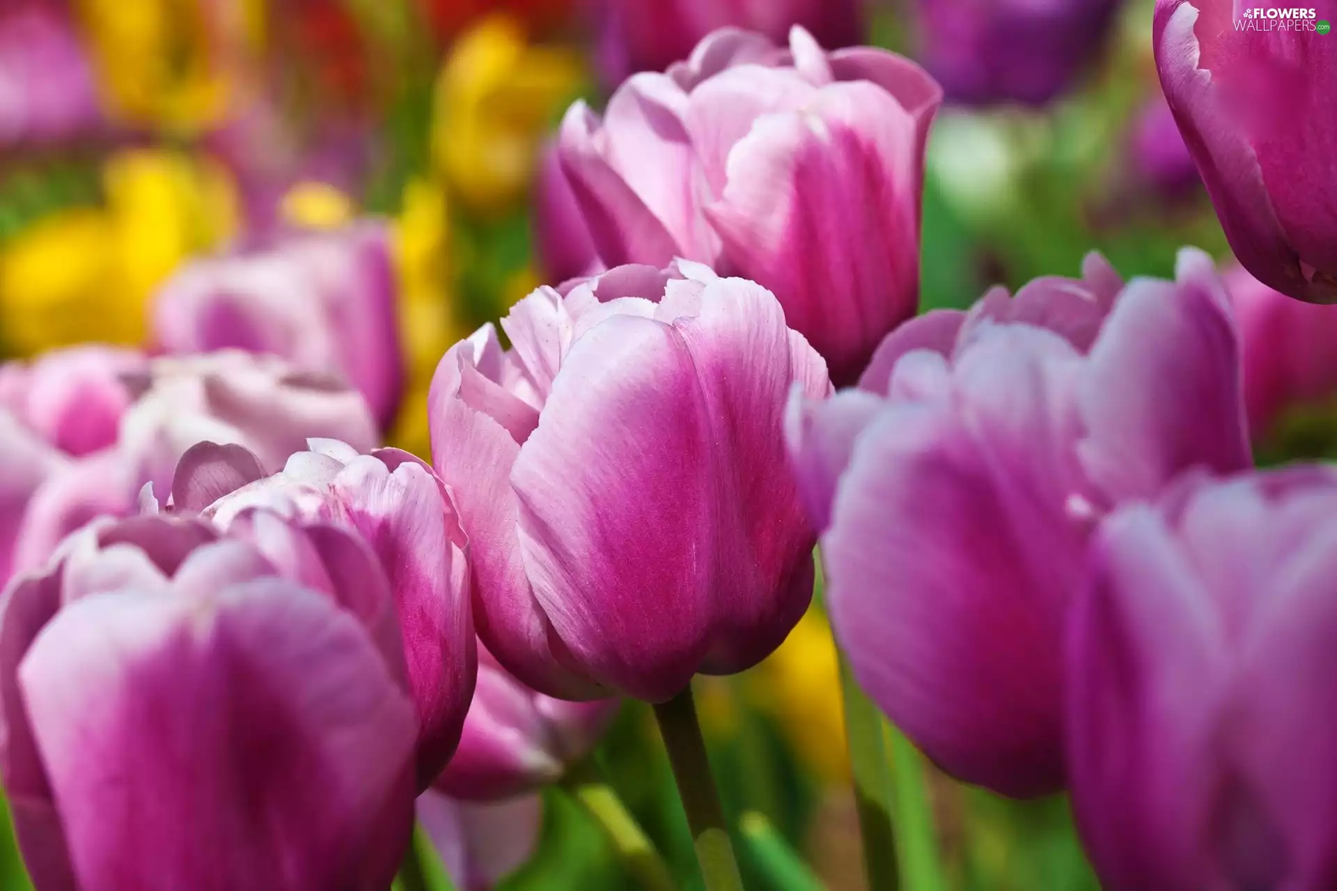 purple, Tulips