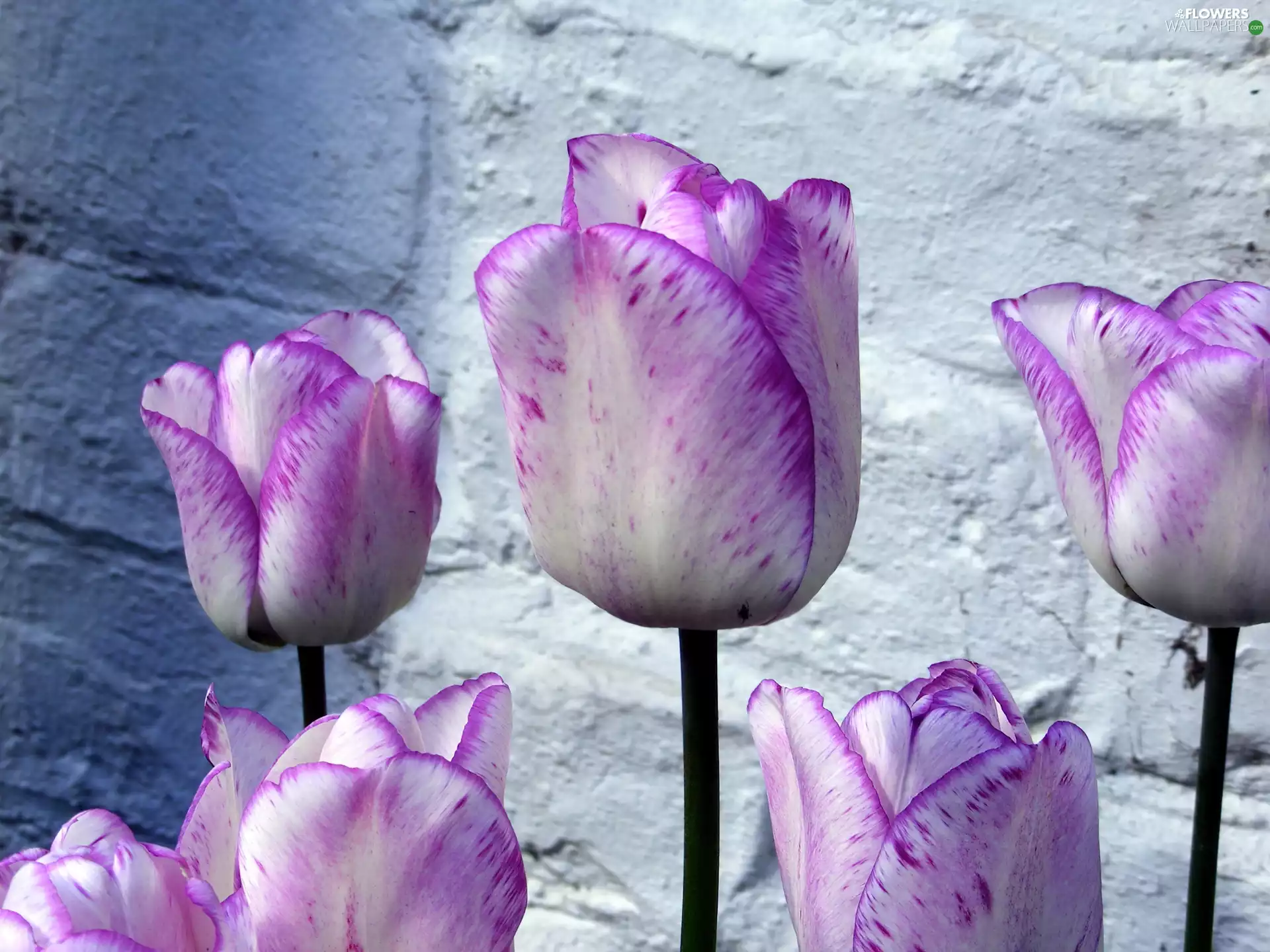 purple, Tulips