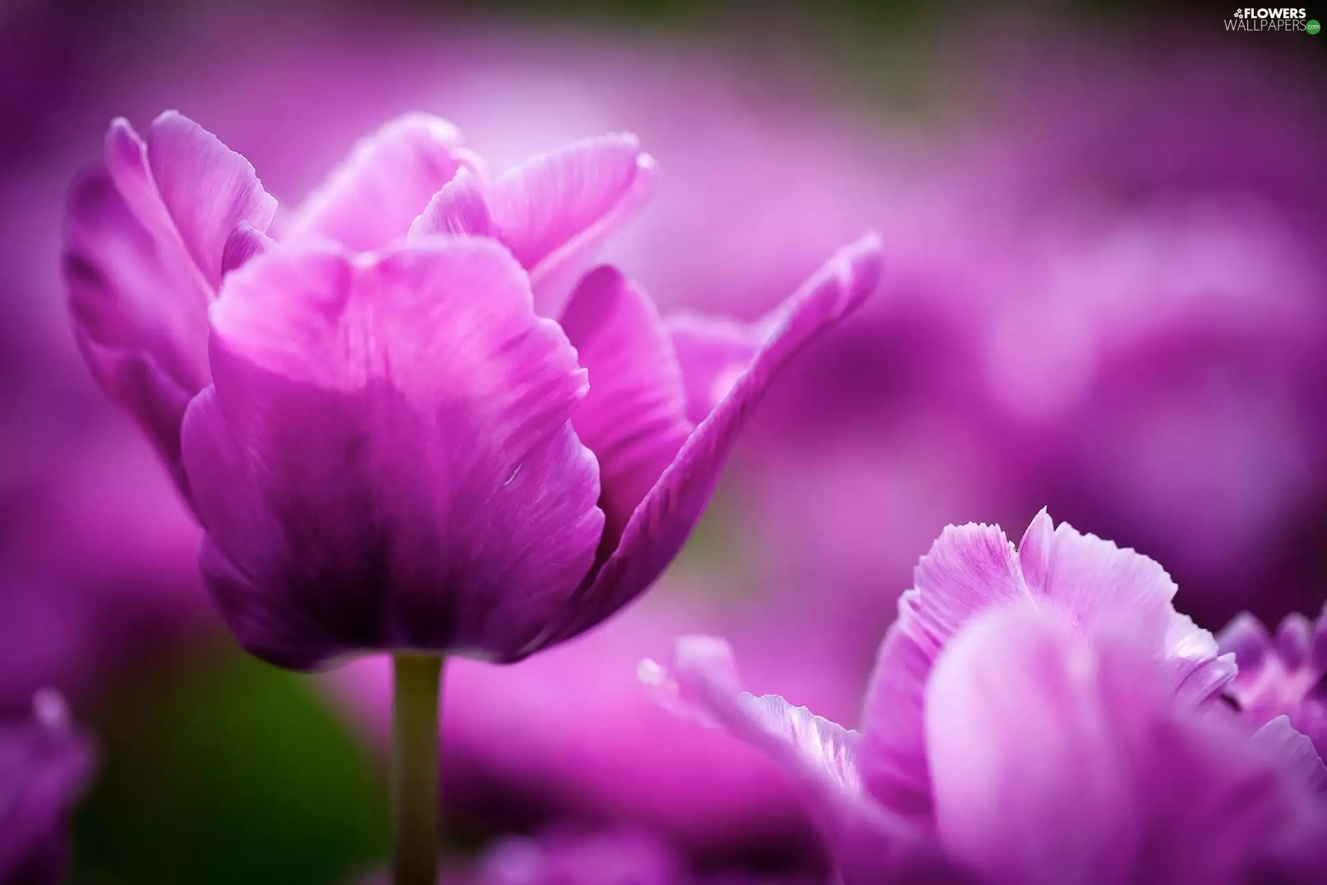 purple, Tulips