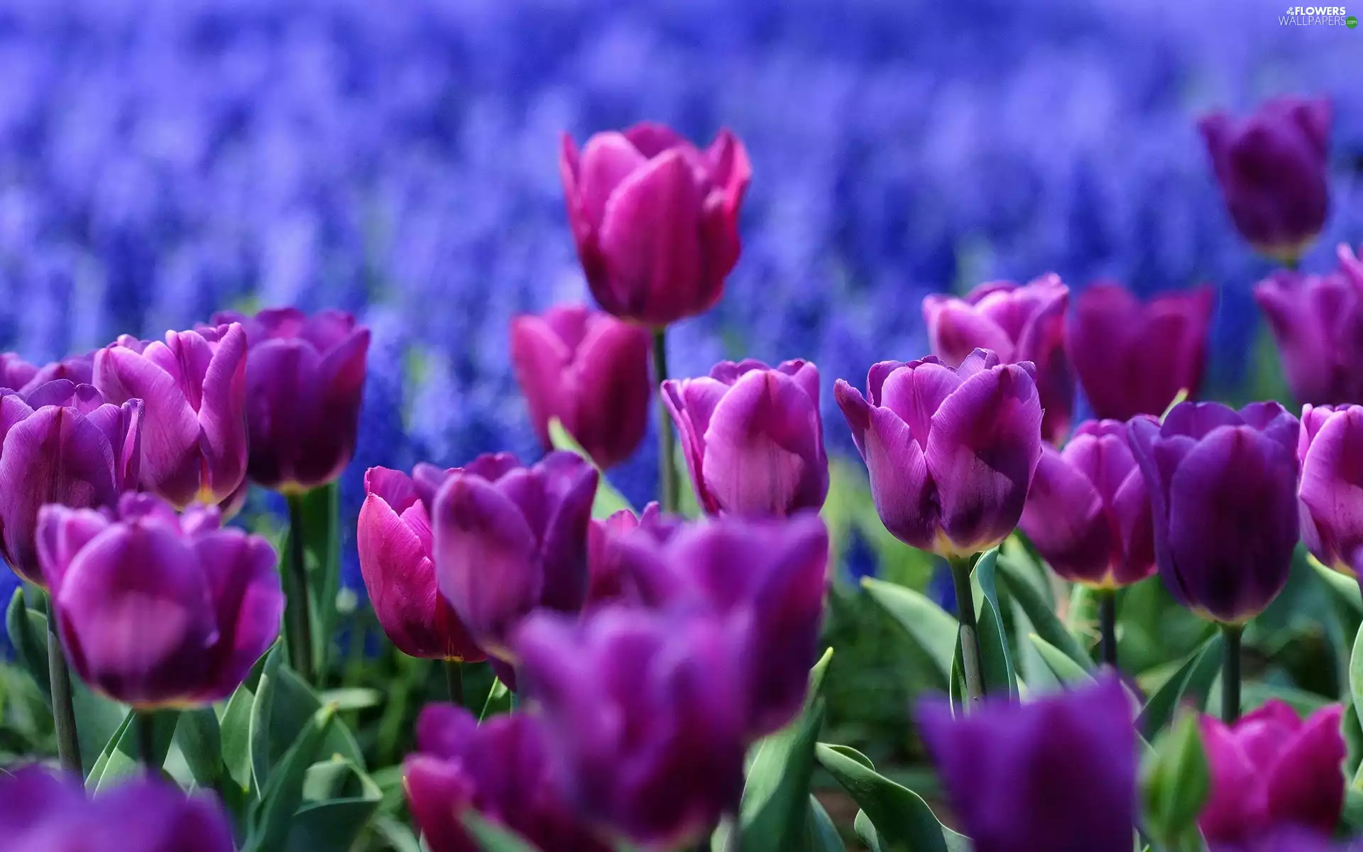 purple, Tulips