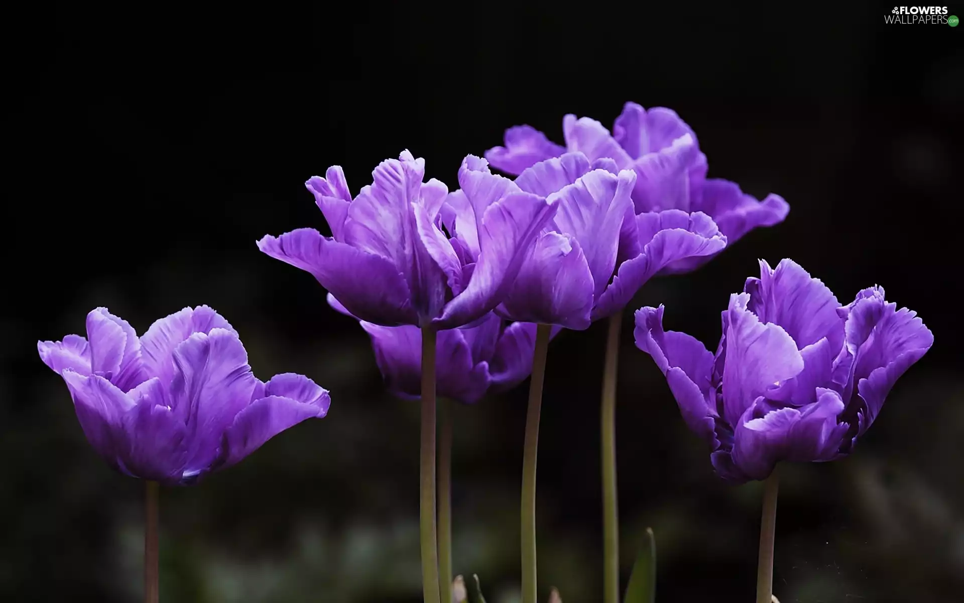 purple, Tulips