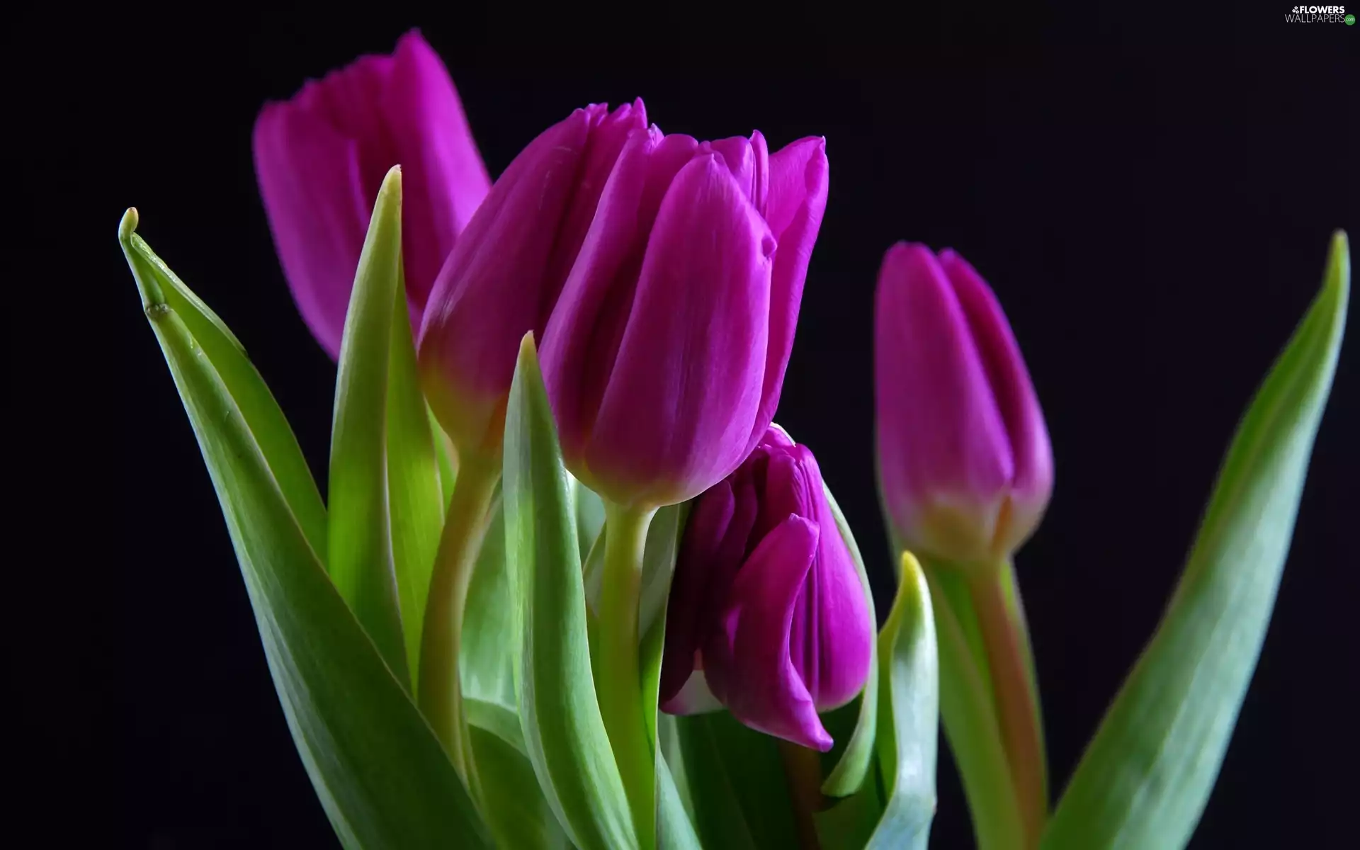 purple, Tulips