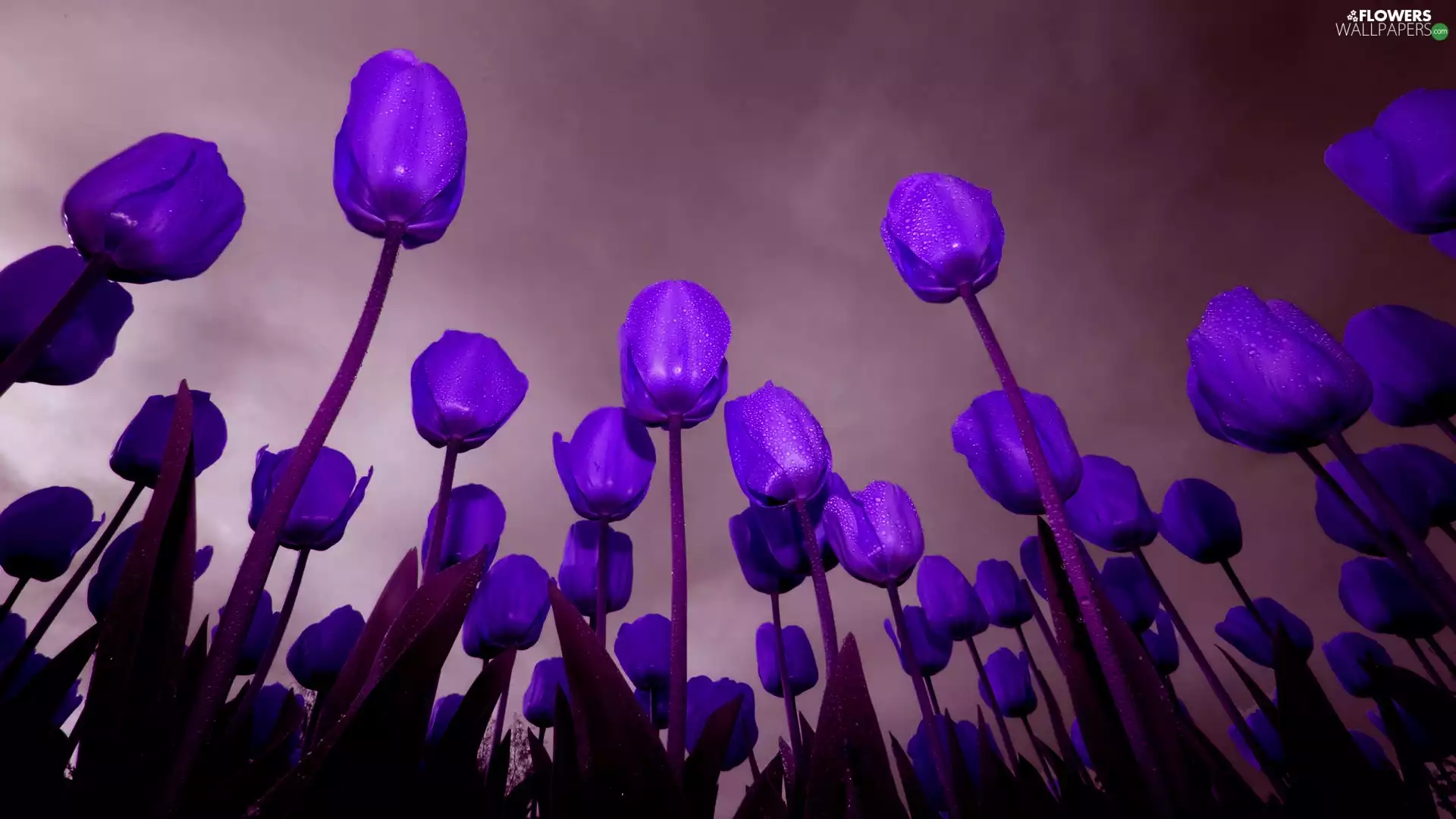 purple, Tulips