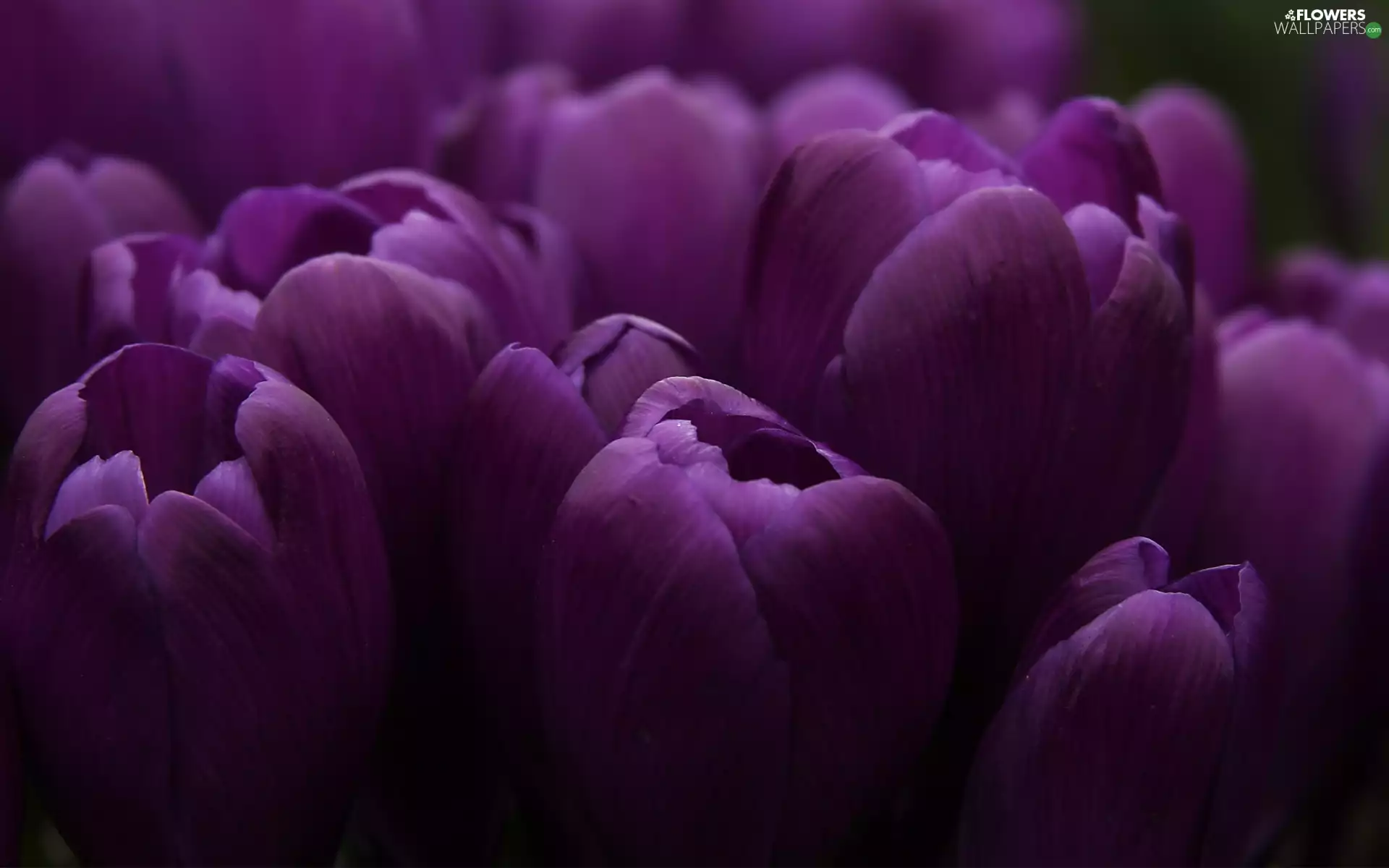 purple, Tulips