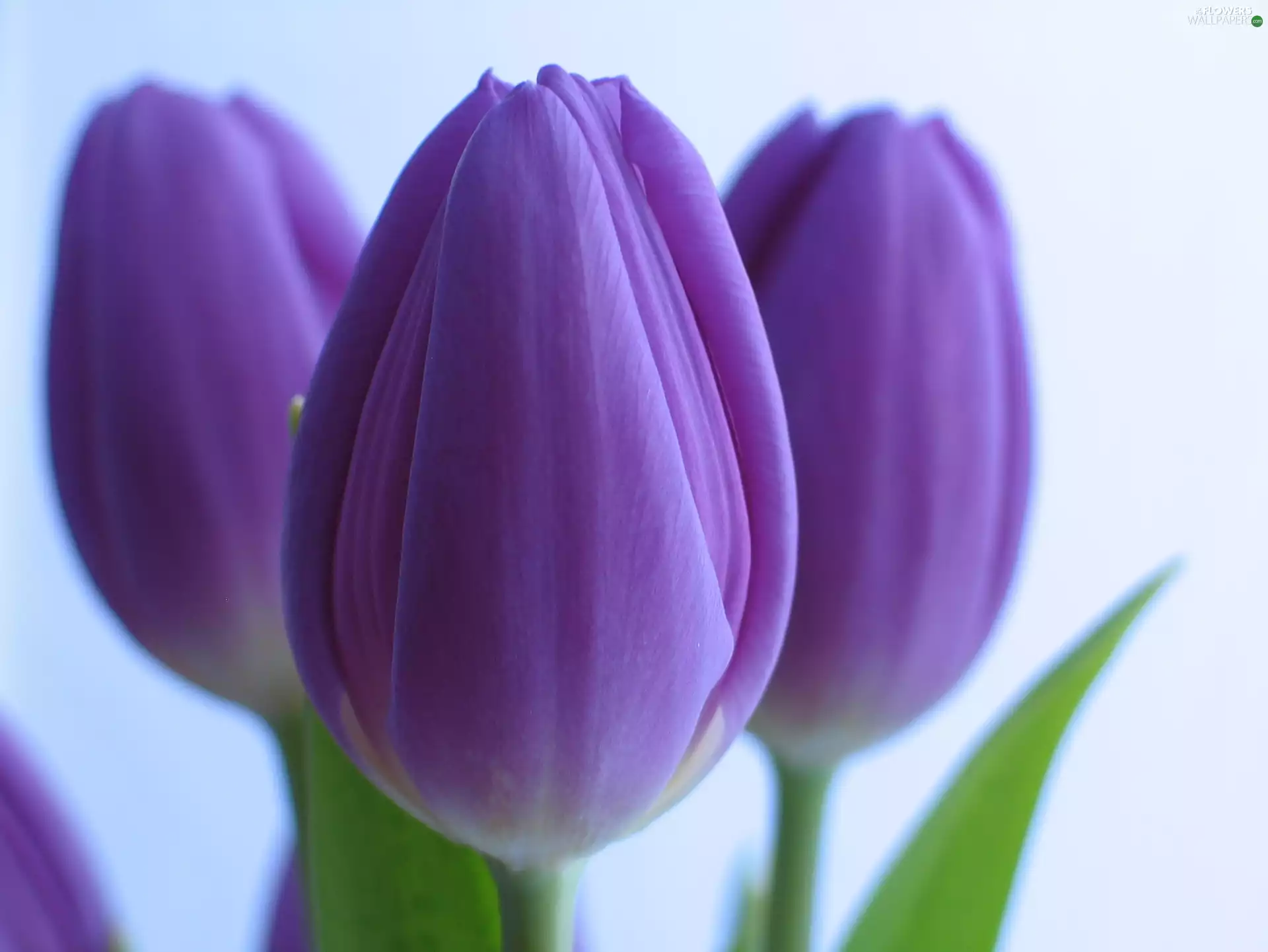 purple, Tulips