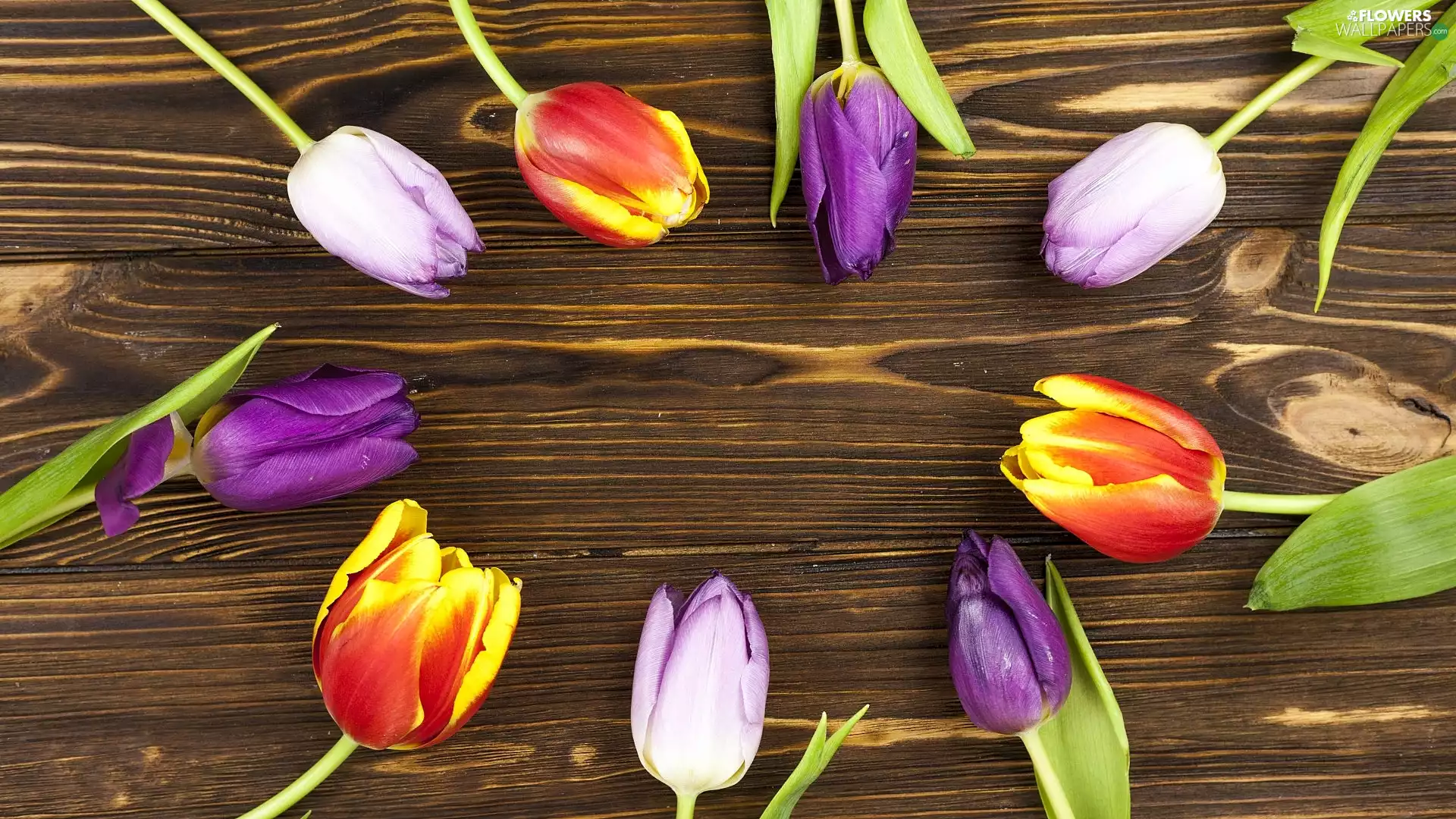 Tulips, color, purple