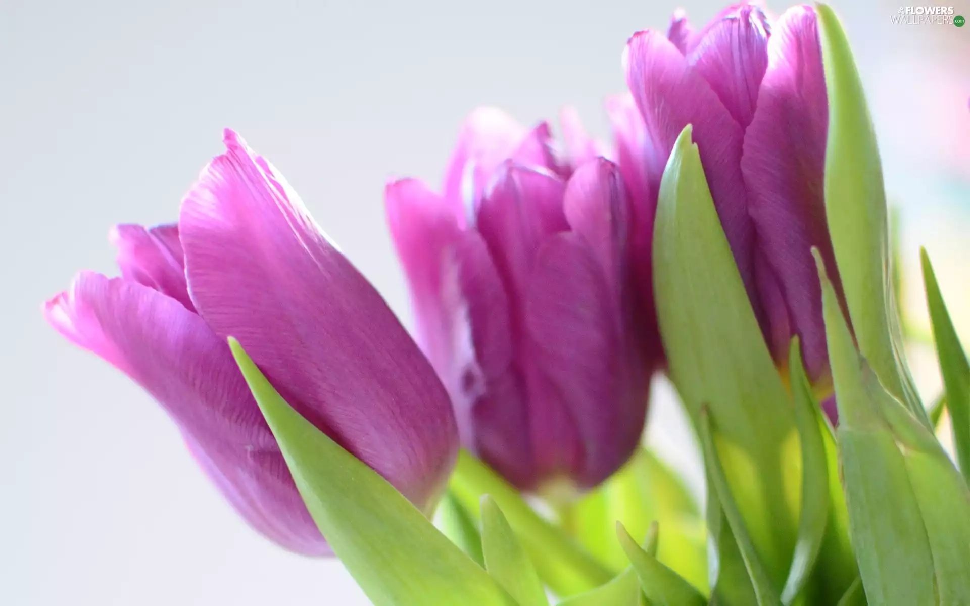 Tulips, Flowers, purple