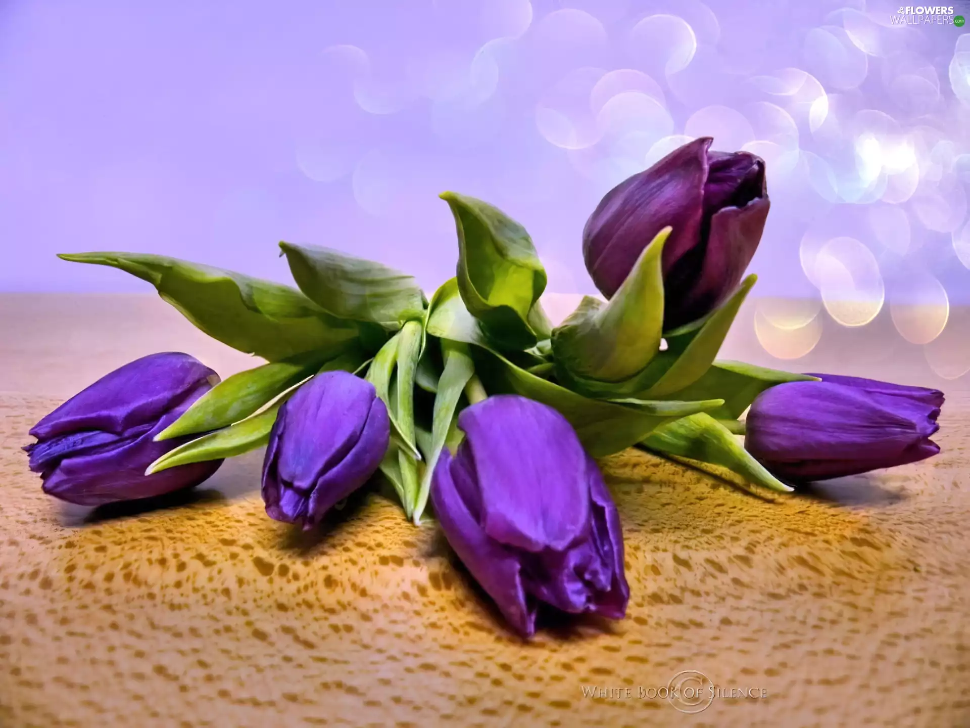 Tulips, Flowers, purple