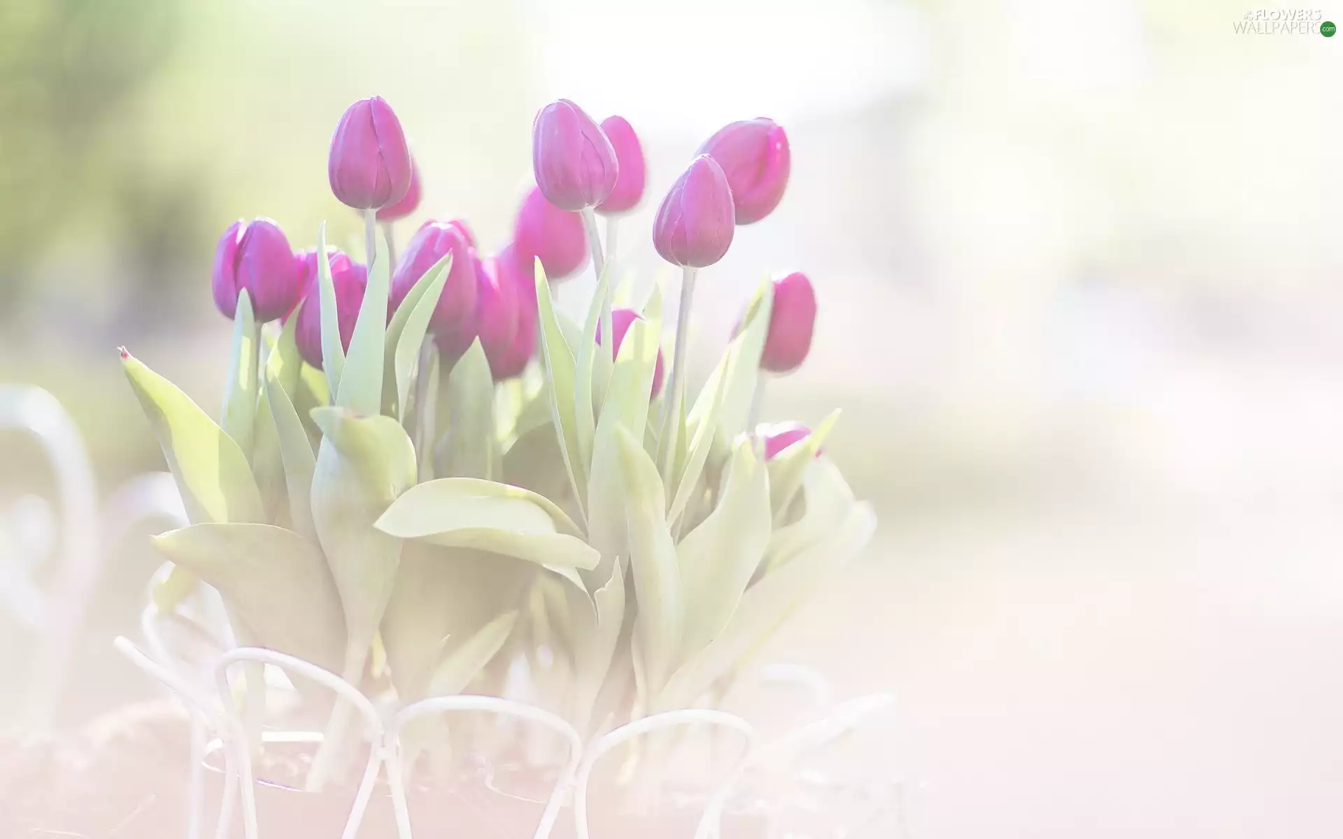 Tulips, Flowers, purple