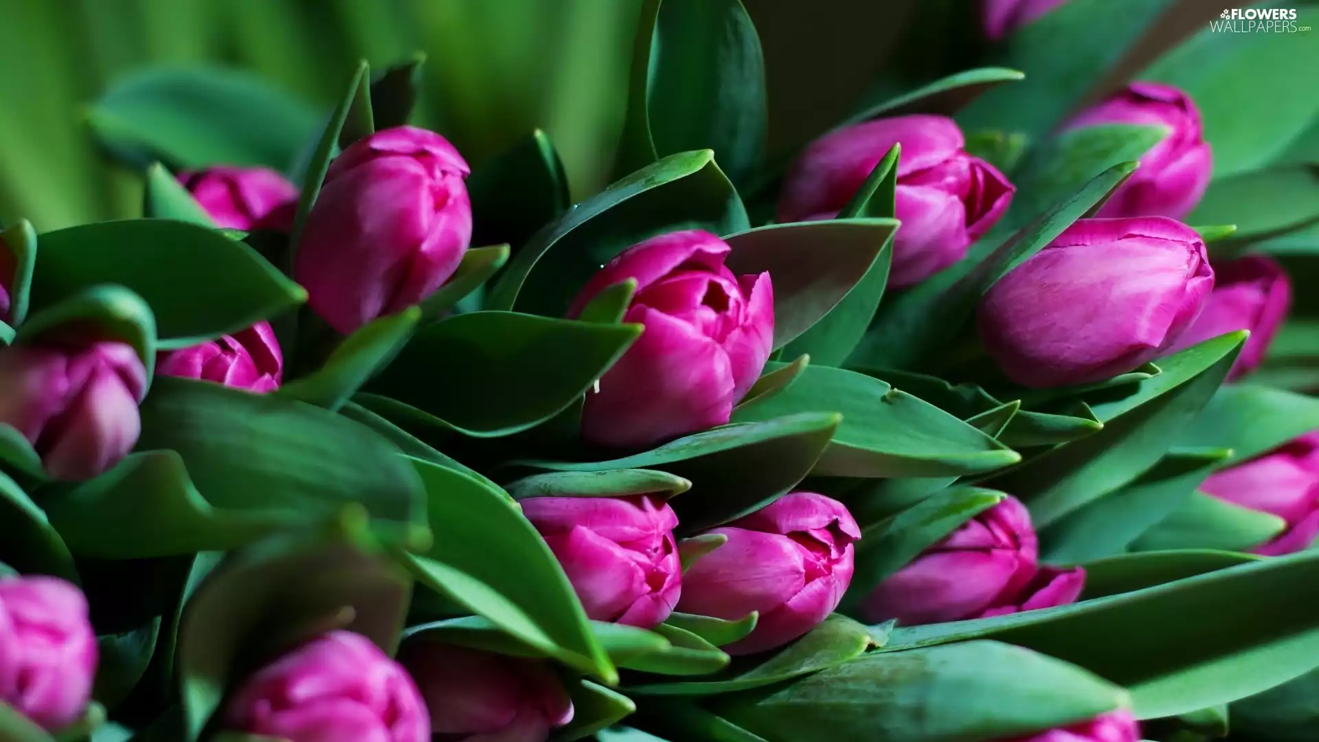 Tulips, Flowers, purple