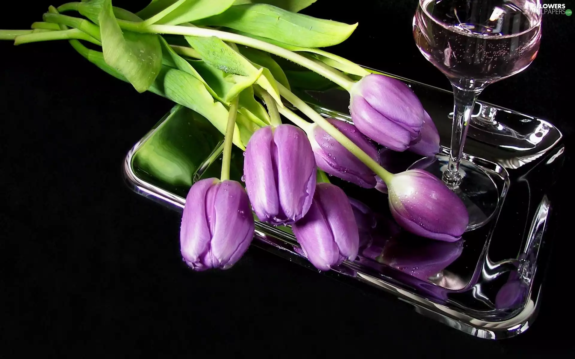 purple, Wine, glass, Tulips